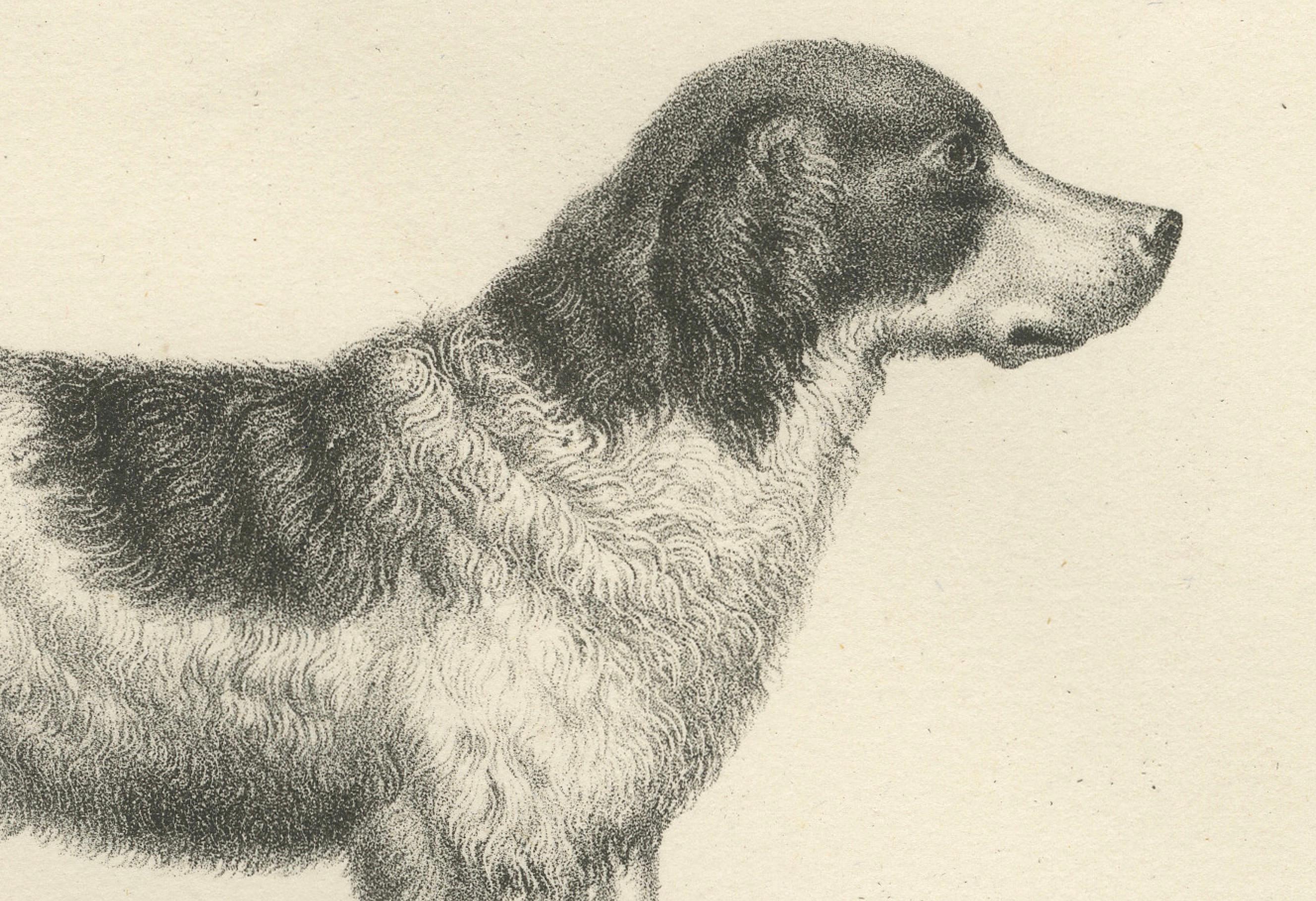 Lithographie von Newfoundland und St. Bernard Rescue Dog Barry aus dem 19. Jahrhundert im Zustand „Gut“ im Angebot in Langweer, NL