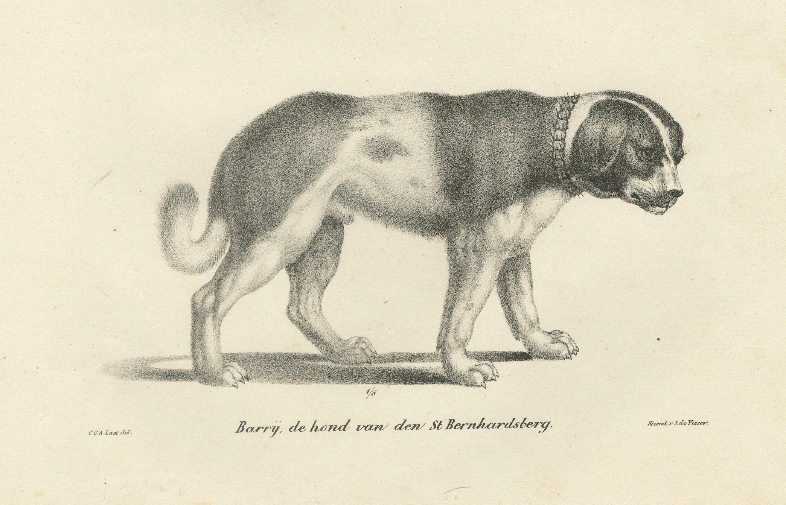 Lithographie von Newfoundland und St. Bernard Rescue Dog Barry aus dem 19. Jahrhundert (Mittleres 19. Jahrhundert) im Angebot