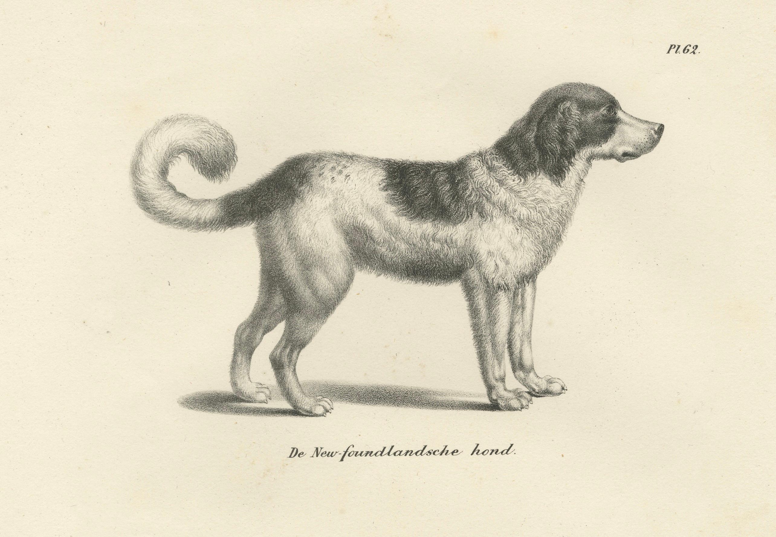 Lithographie von Newfoundland und St. Bernard Rescue Dog Barry aus dem 19. Jahrhundert (Papier) im Angebot