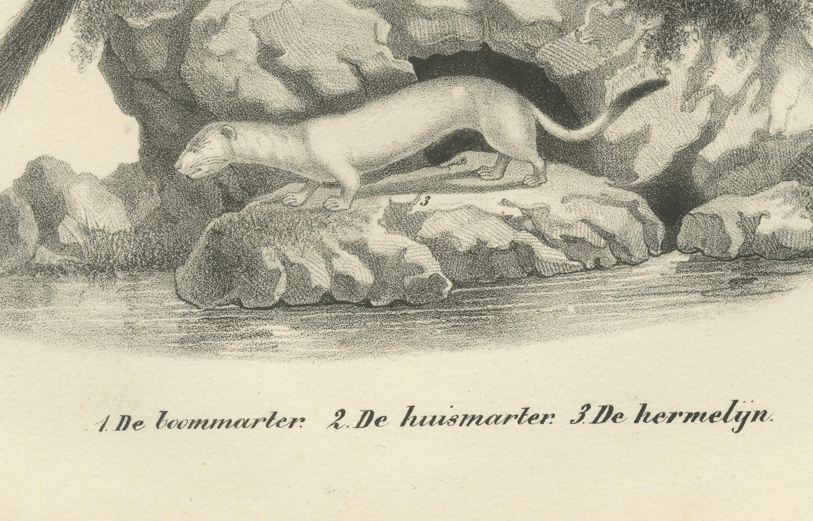 Lithographie du XIXe siècle représentant la martre des pins, la martre des hêtres et l'hermine dans la nature  

Cette lithographie du XIXe siècle, d'une grande richesse de détails, représente trois membres de la famille des mustélidés dans un cadre