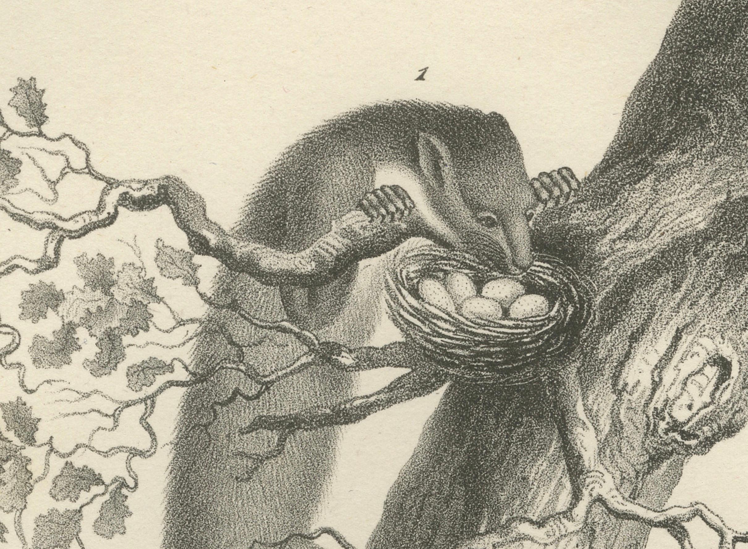 Gravé Lithographie du XIXe siècle représentant la martre des pins, la martre des hêtres et l'hermine dans la nature en vente