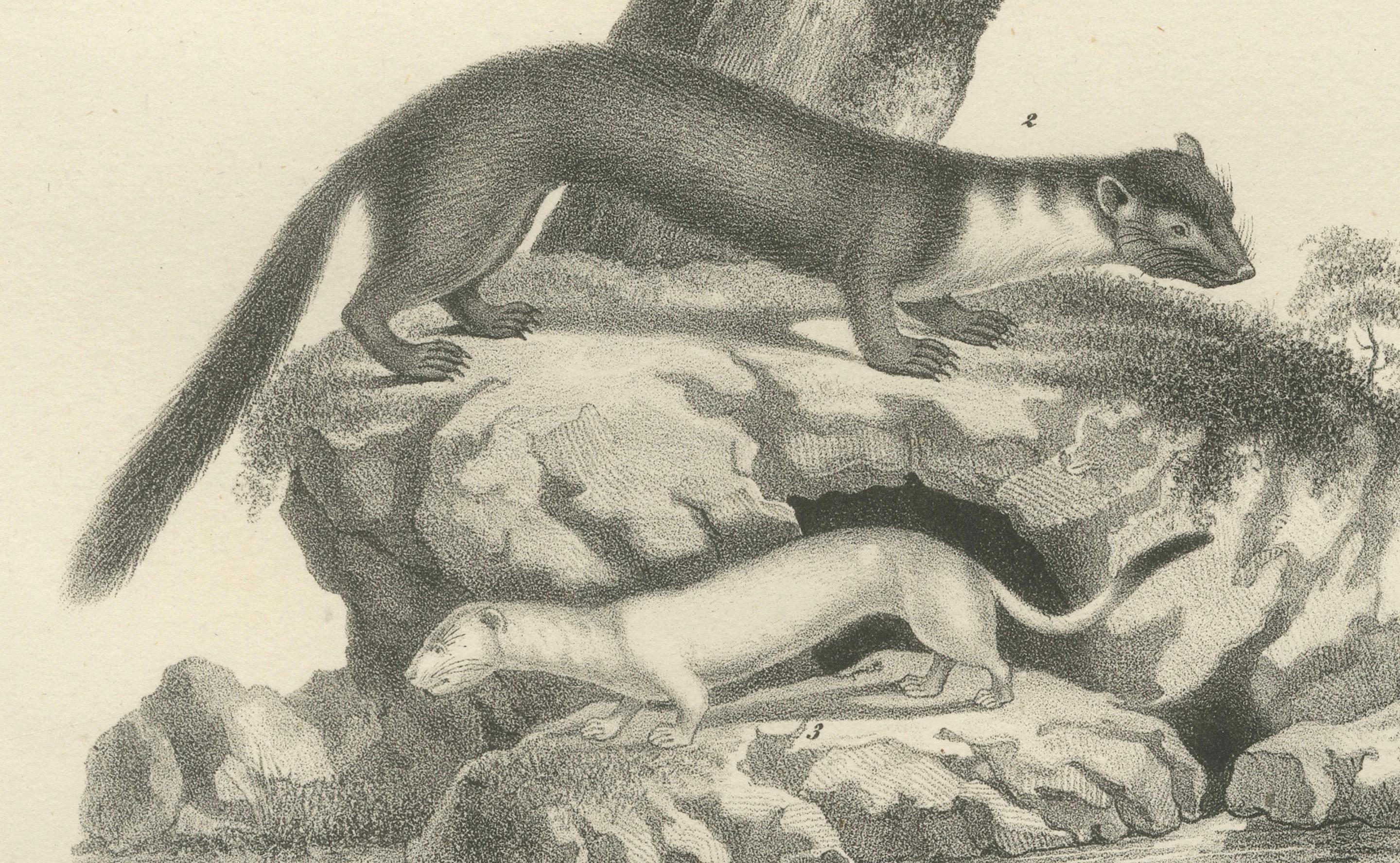 Lithographie du XIXe siècle représentant la martre des pins, la martre des hêtres et l'hermine dans la nature Bon état - En vente à Langweer, NL