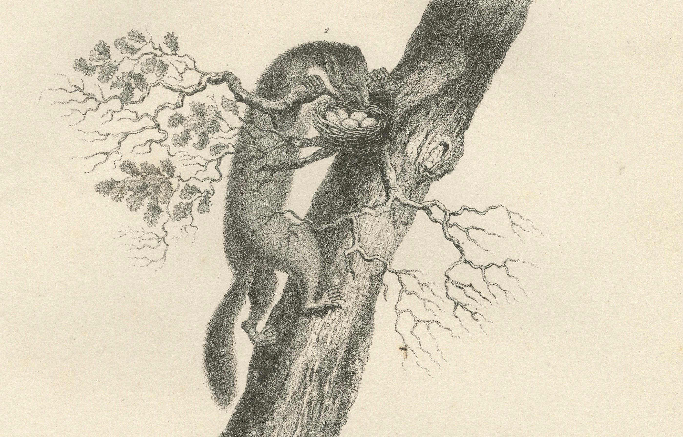 Milieu du XIXe siècle Lithographie du XIXe siècle représentant la martre des pins, la martre des hêtres et l'hermine dans la nature en vente