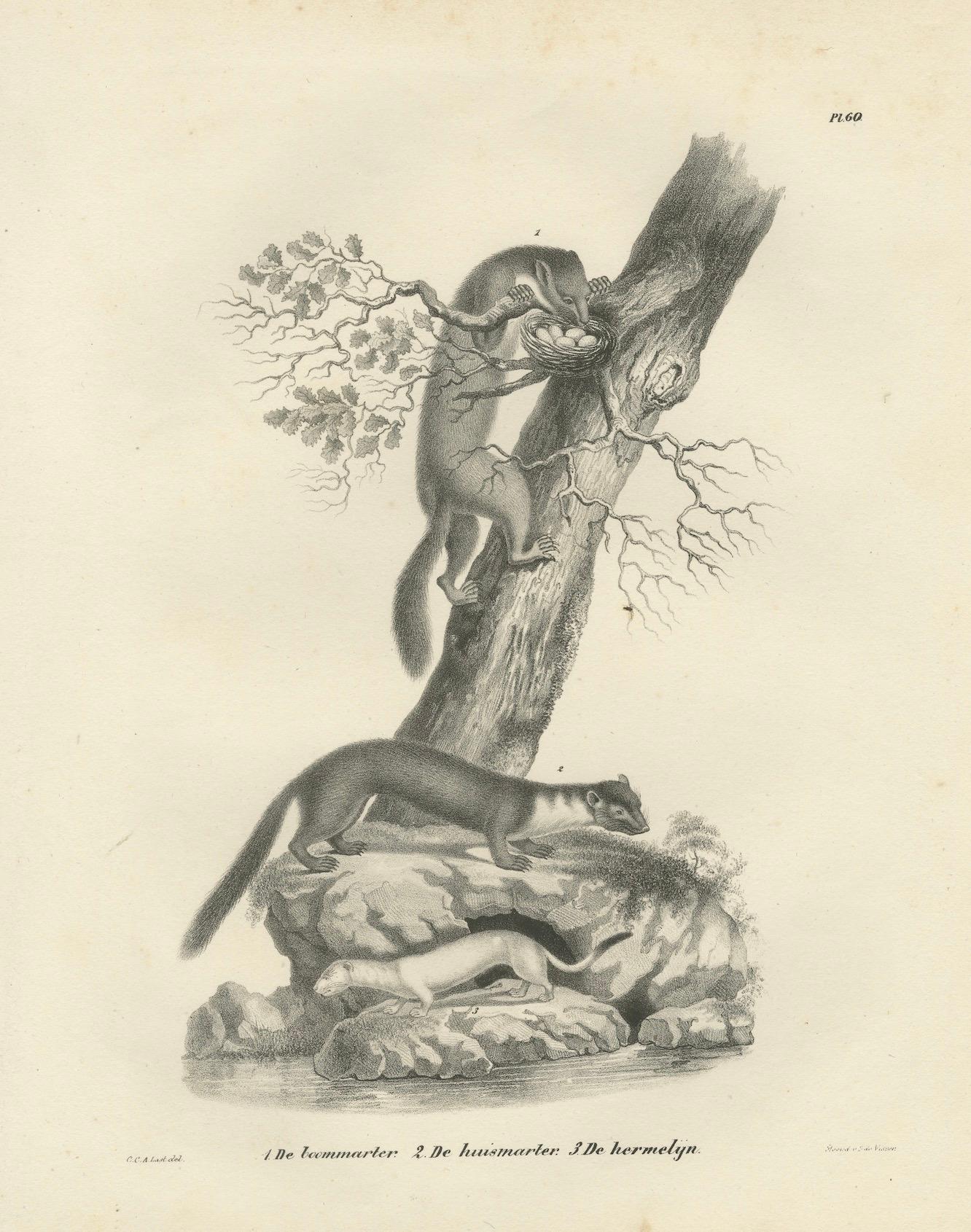 Papier Lithographie du XIXe siècle représentant la martre des pins, la martre des hêtres et l'hermine dans la nature en vente