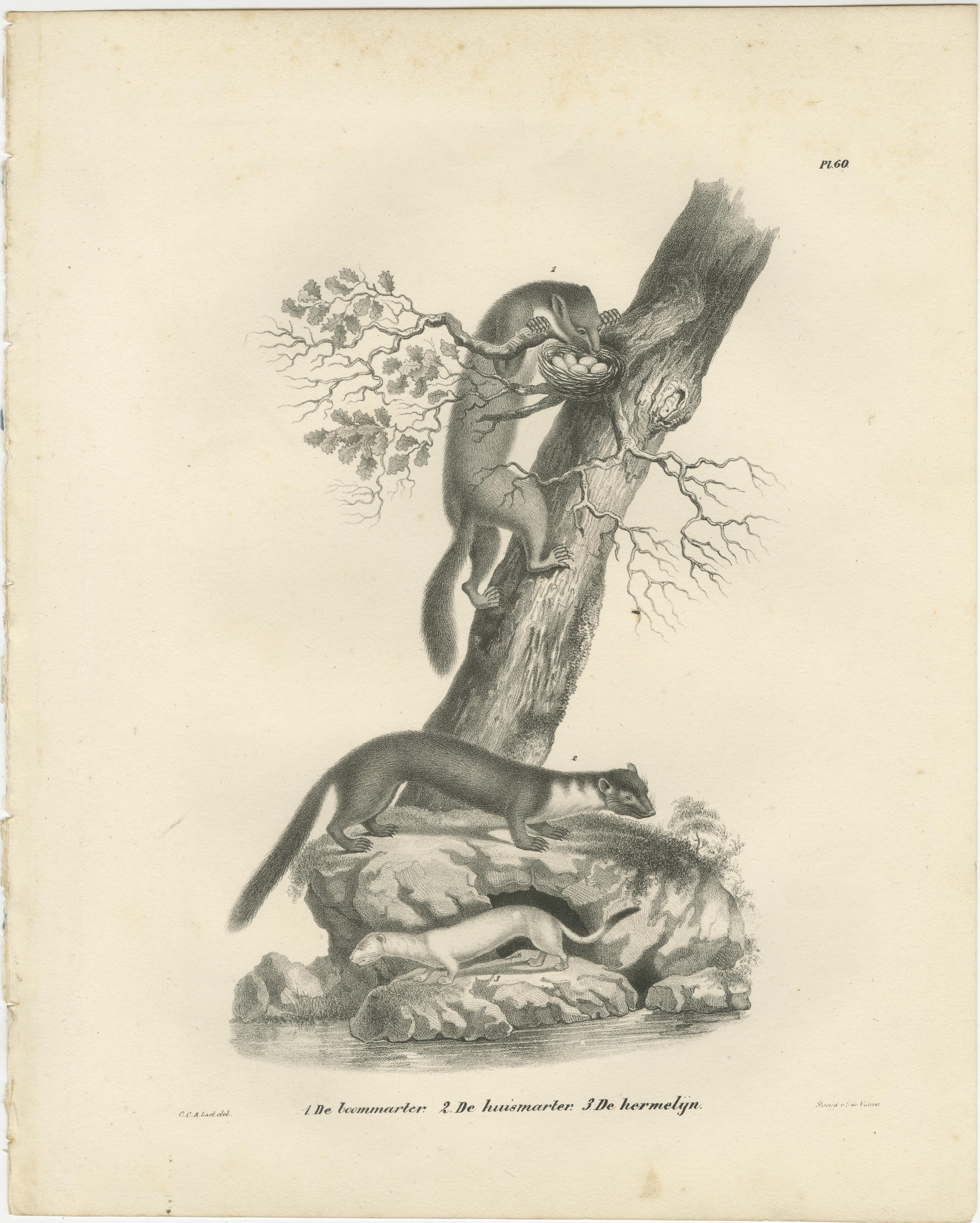 Lithographie du XIXe siècle représentant la martre des pins, la martre des hêtres et l'hermine dans la nature en vente 1