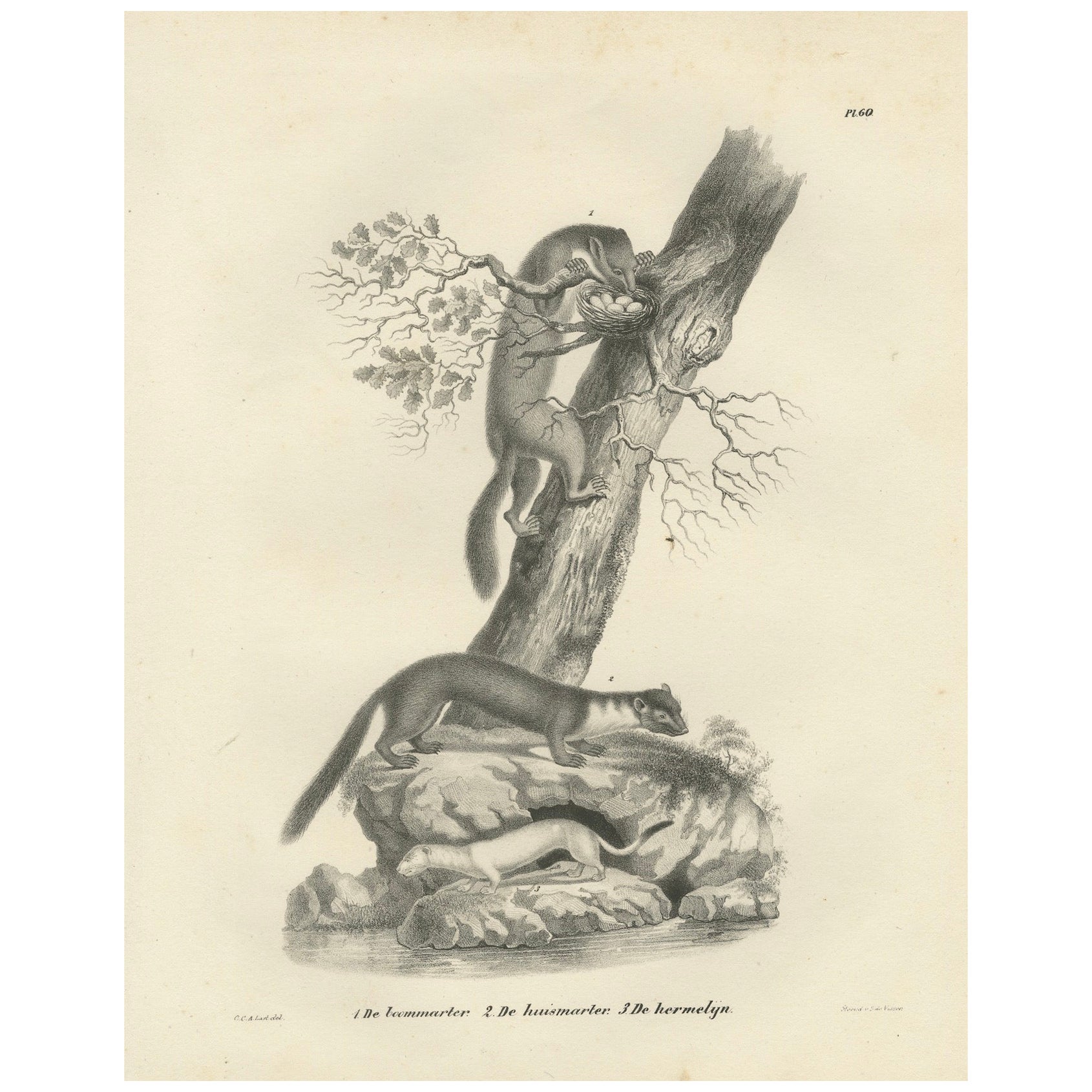Lithografie aus dem 19. Jahrhundert mit Kiefermarder, Buchenmarder und Hermelin in Nature