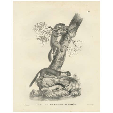 19th-Century Lithograph of Pine Marten, Beech Marten, and Ermine in Nature