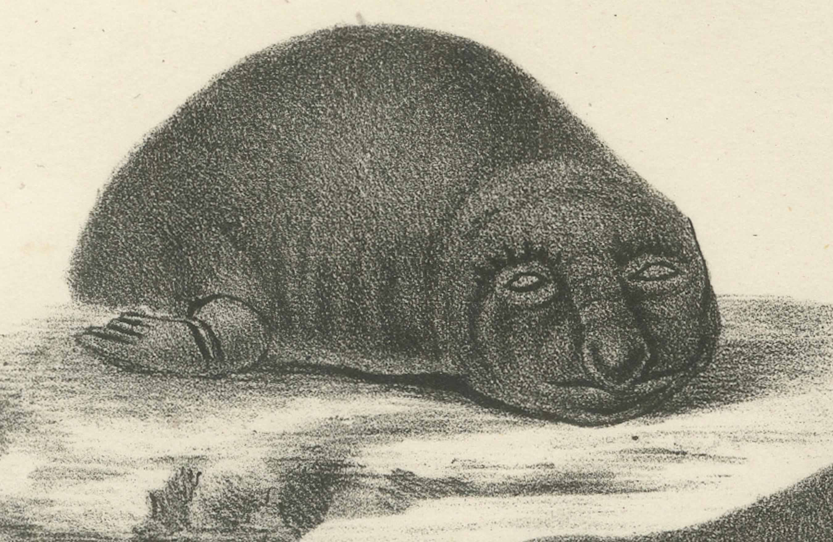 Lithographie du XIXe siècle représentant des phoques et des éléphants de mer dans les habitats arctiques et marins  

Description :  Cette lithographie détaillée du XIXe siècle présente trois espèces de mammifères marins : le phoque commun (Phoca