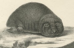 19th-Century Lithograph of Seals and Elephant Seals in Arctic and Marine Habitat