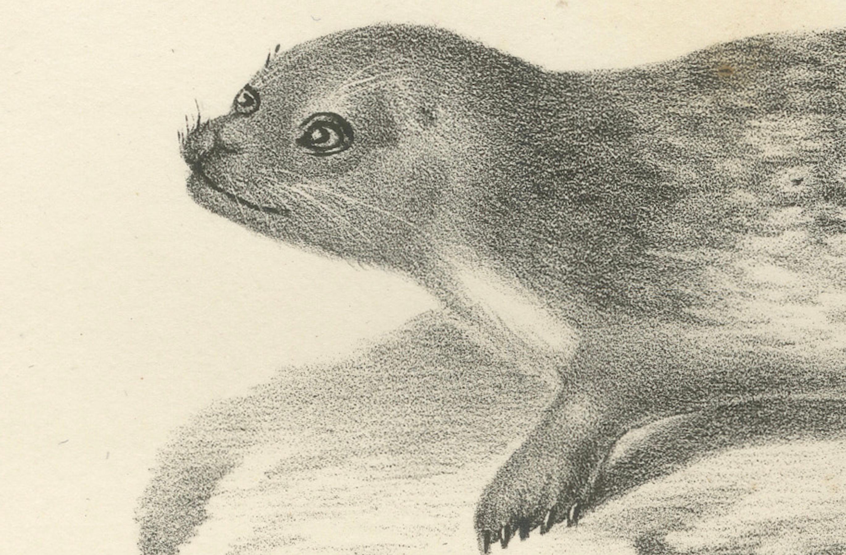 Gravé Lithographie du XIXe siècle représentant des phoques et des éléphants de mer dans l'habitat arctique et marin en vente