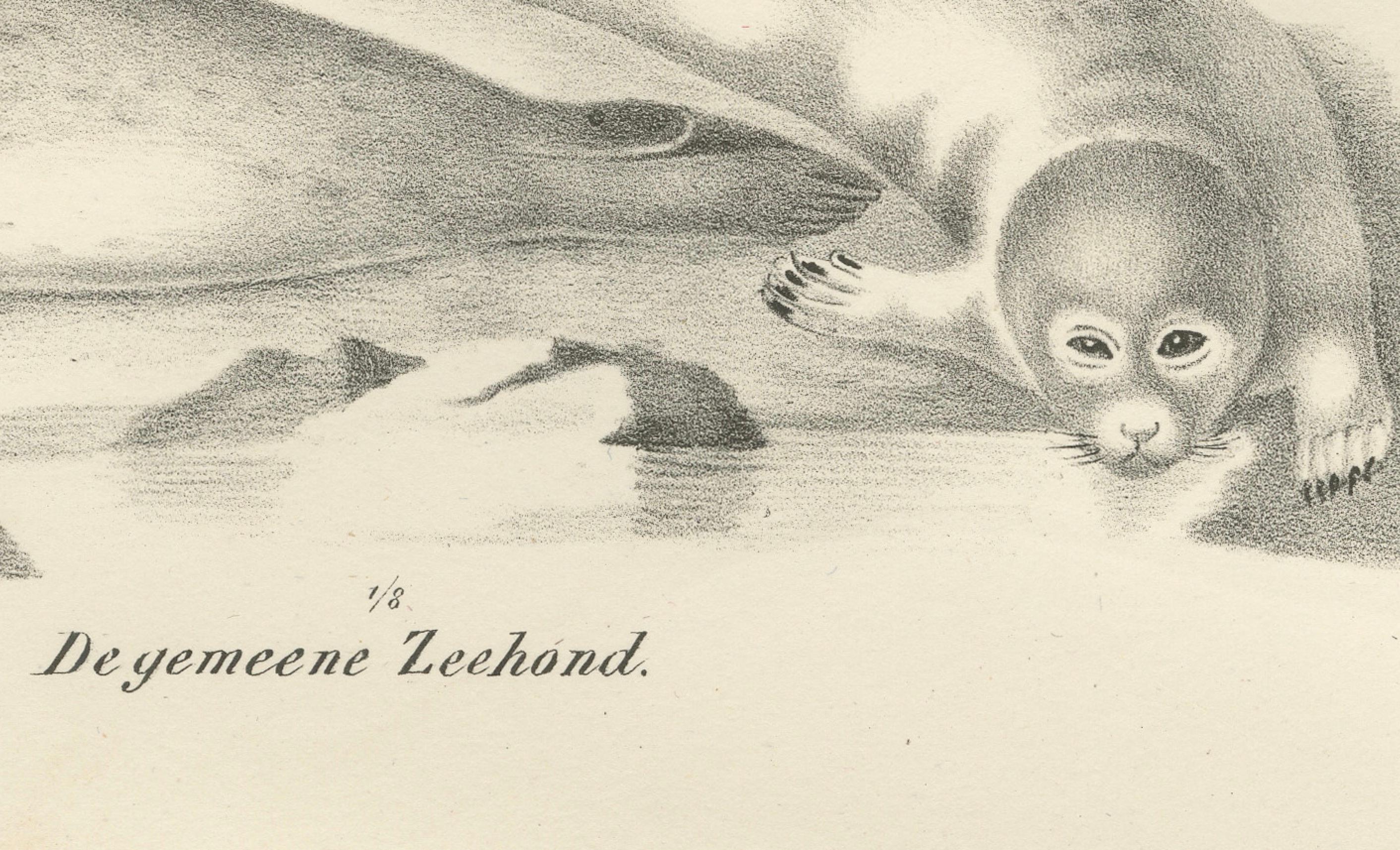 Lithographie du XIXe siècle représentant des phoques et des éléphants de mer dans l'habitat arctique et marin Bon état - En vente à Langweer, NL
