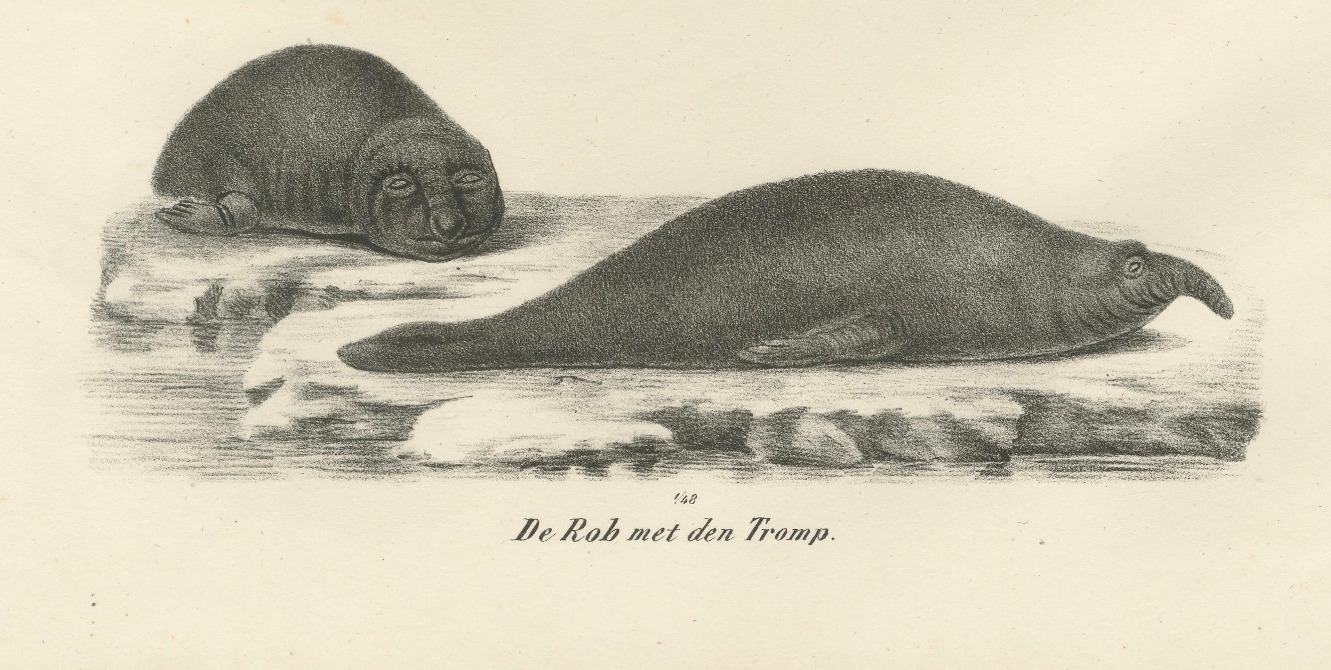 Milieu du XIXe siècle Lithographie du XIXe siècle représentant des phoques et des éléphants de mer dans l'habitat arctique et marin en vente