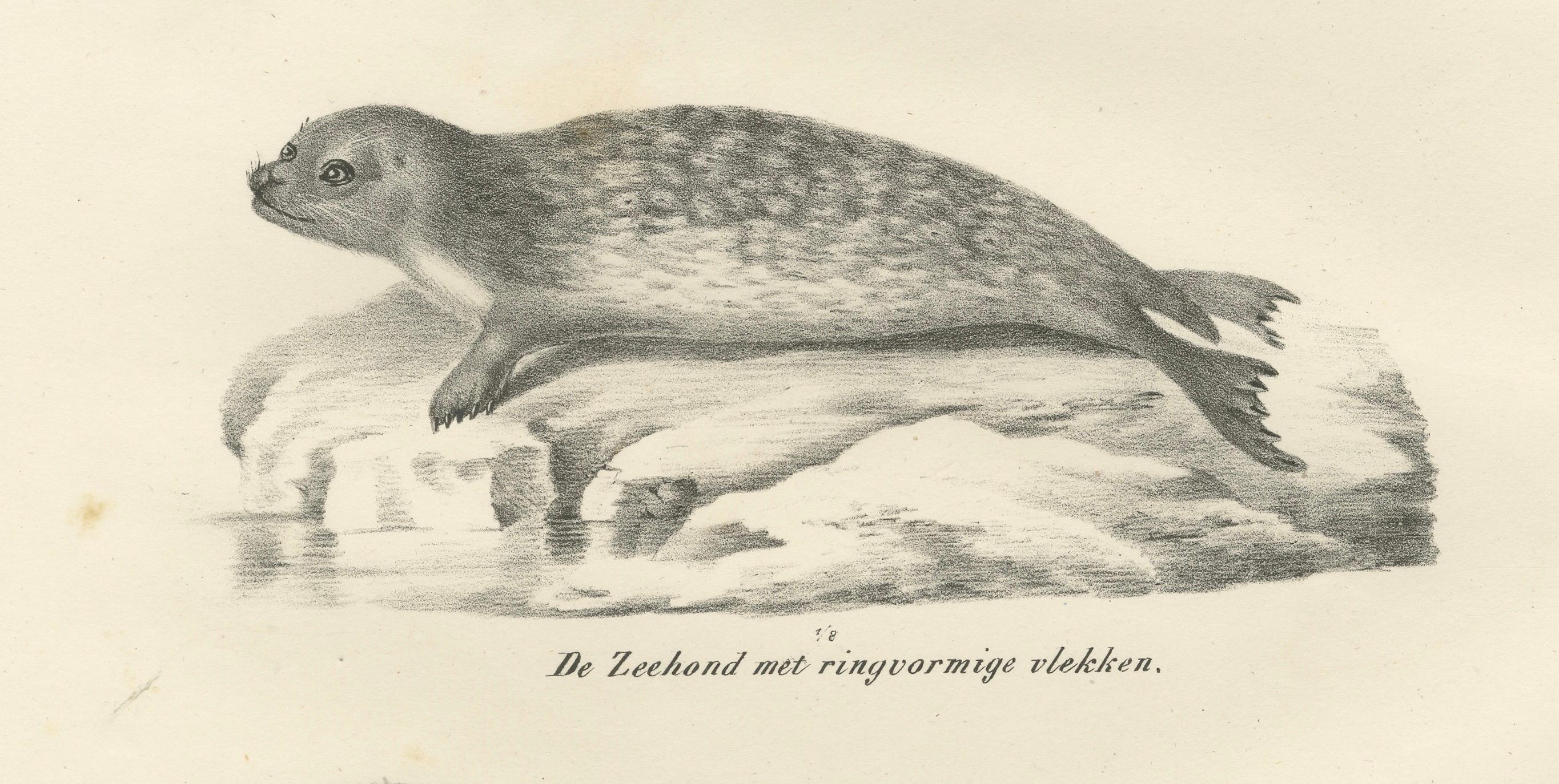 Papier Lithographie du XIXe siècle représentant des phoques et des éléphants de mer dans l'habitat arctique et marin en vente
