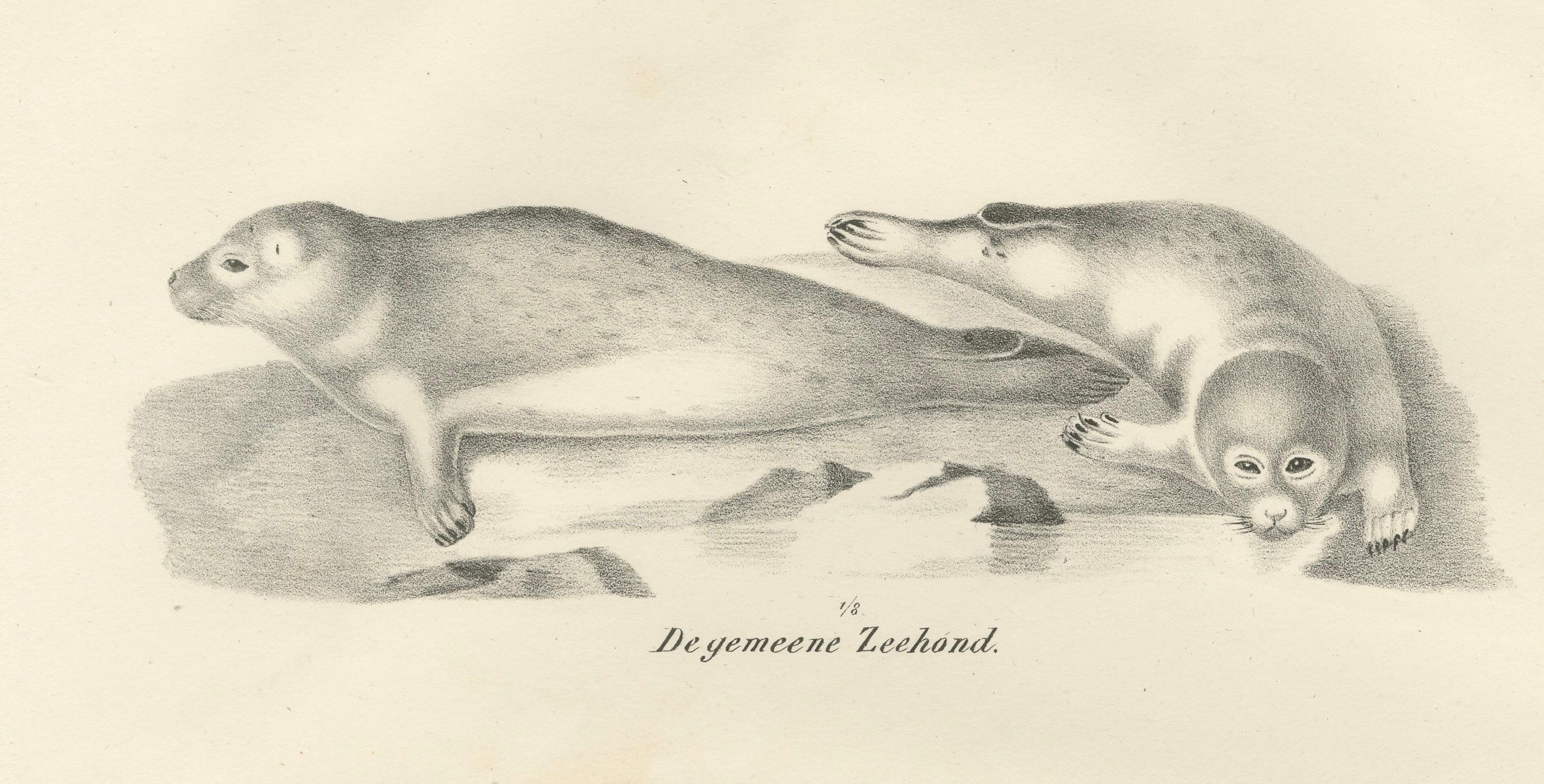 Lithographie du XIXe siècle représentant des phoques et des éléphants de mer dans l'habitat arctique et marin en vente 1