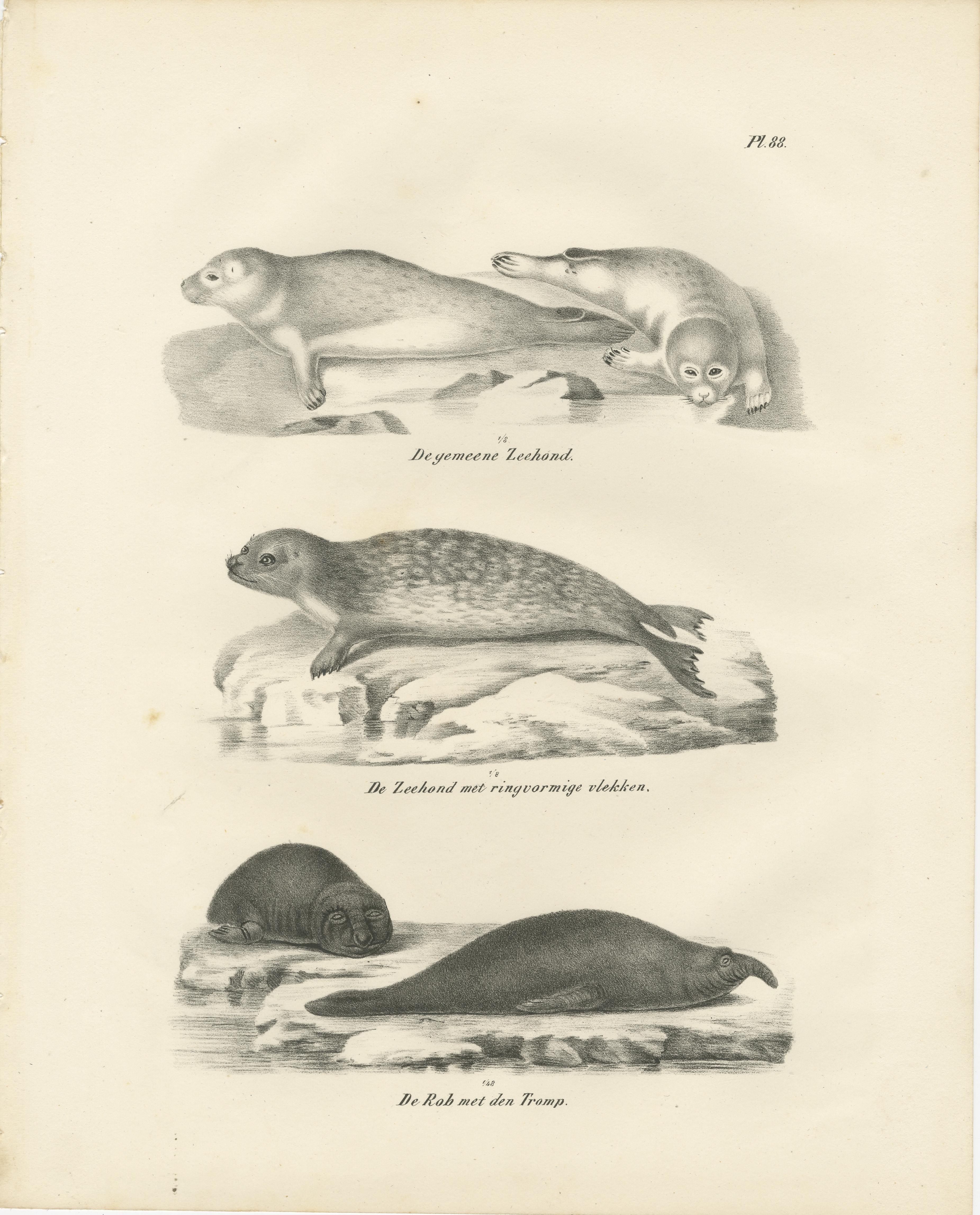 Lithographie du XIXe siècle représentant des phoques et des éléphants de mer dans l'habitat arctique et marin en vente 3
