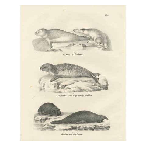 19th-Century Lithograph of Seals and Elephant Seals in Arctic and Marine Habitat