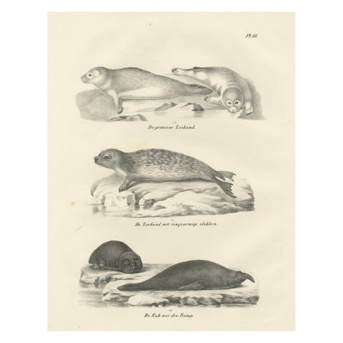 19th-Century Lithograph of Seals and Elephant Seals in Arctic and Marine Habitat