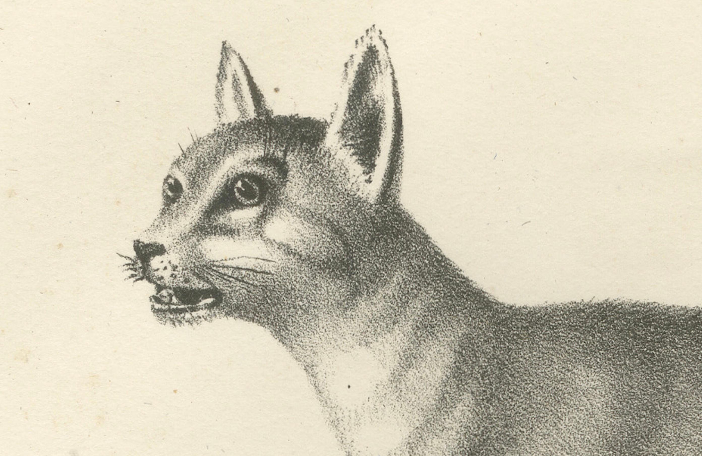 19th-Century Lithograph of the African and European Wild Cats in Natural Poses  

---
This beautifully detailed 19th-century lithograph features two distinct wild cat species: the African wild cat (*Felis lybica*), labeled as 