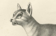19th-Century Lithograph of the African and European Wild Cats in Natural Poses