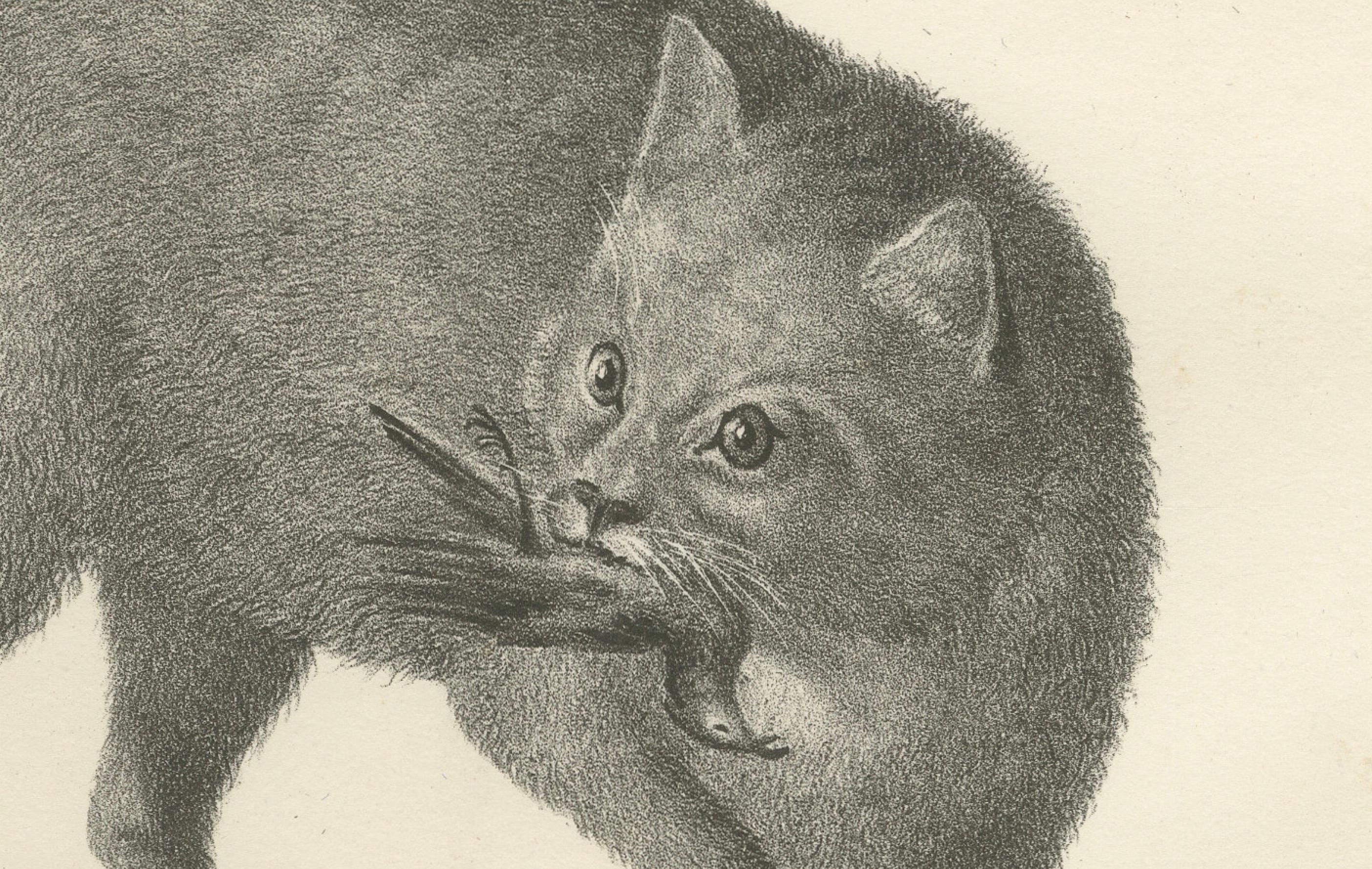 Engraved 19th-Century Lithograph of the African and European Wild Cats in Natural Poses For Sale