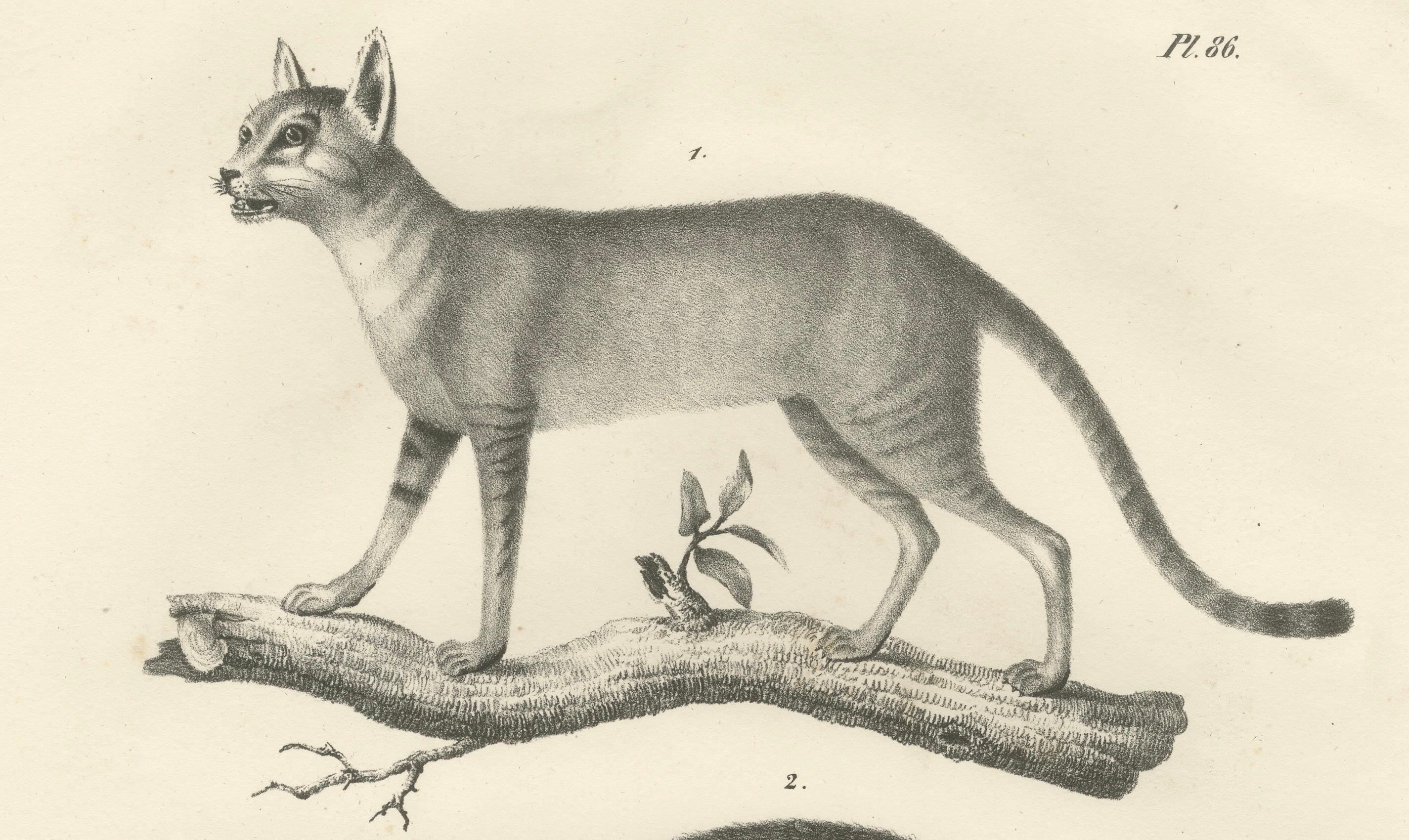 Mid-19th Century 19th-Century Lithograph of the African and European Wild Cats in Natural Poses For Sale