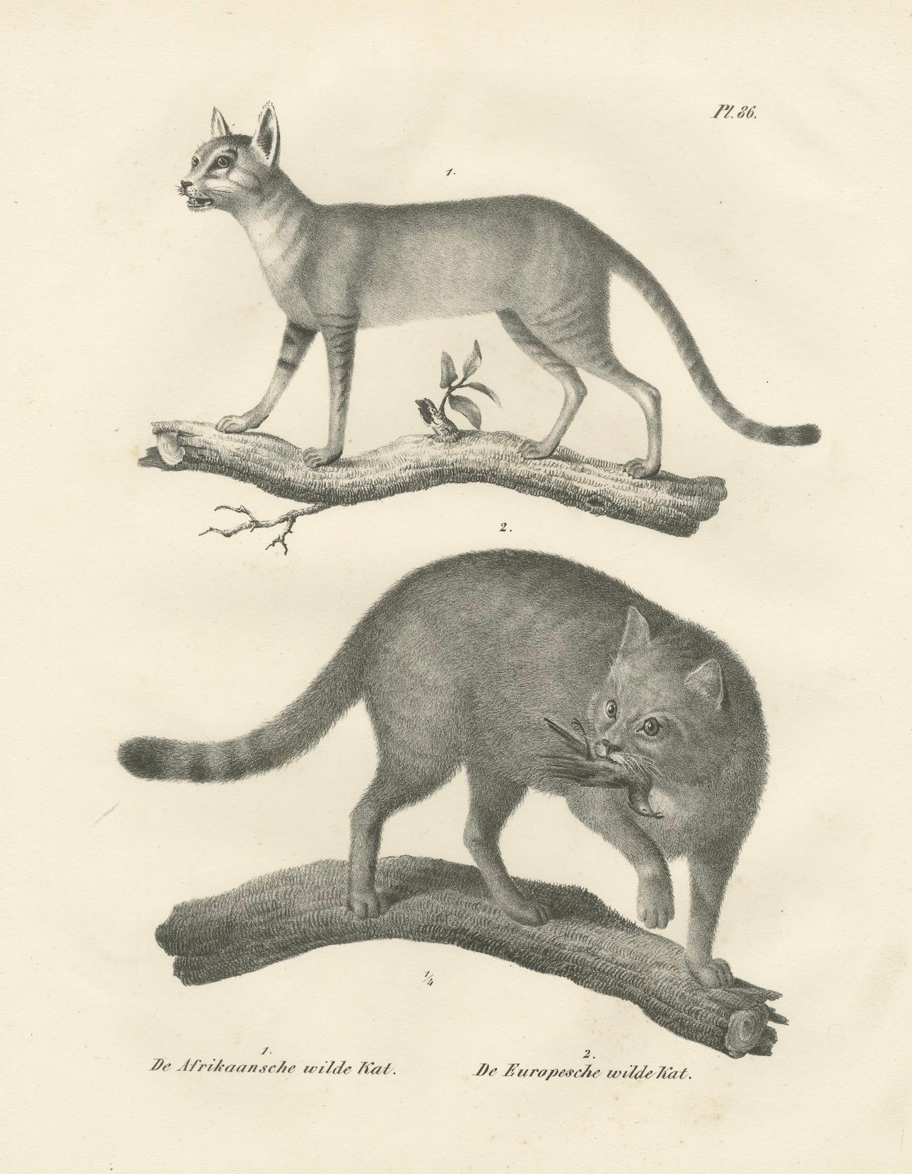 Paper 19th-Century Lithograph of the African and European Wild Cats in Natural Poses For Sale