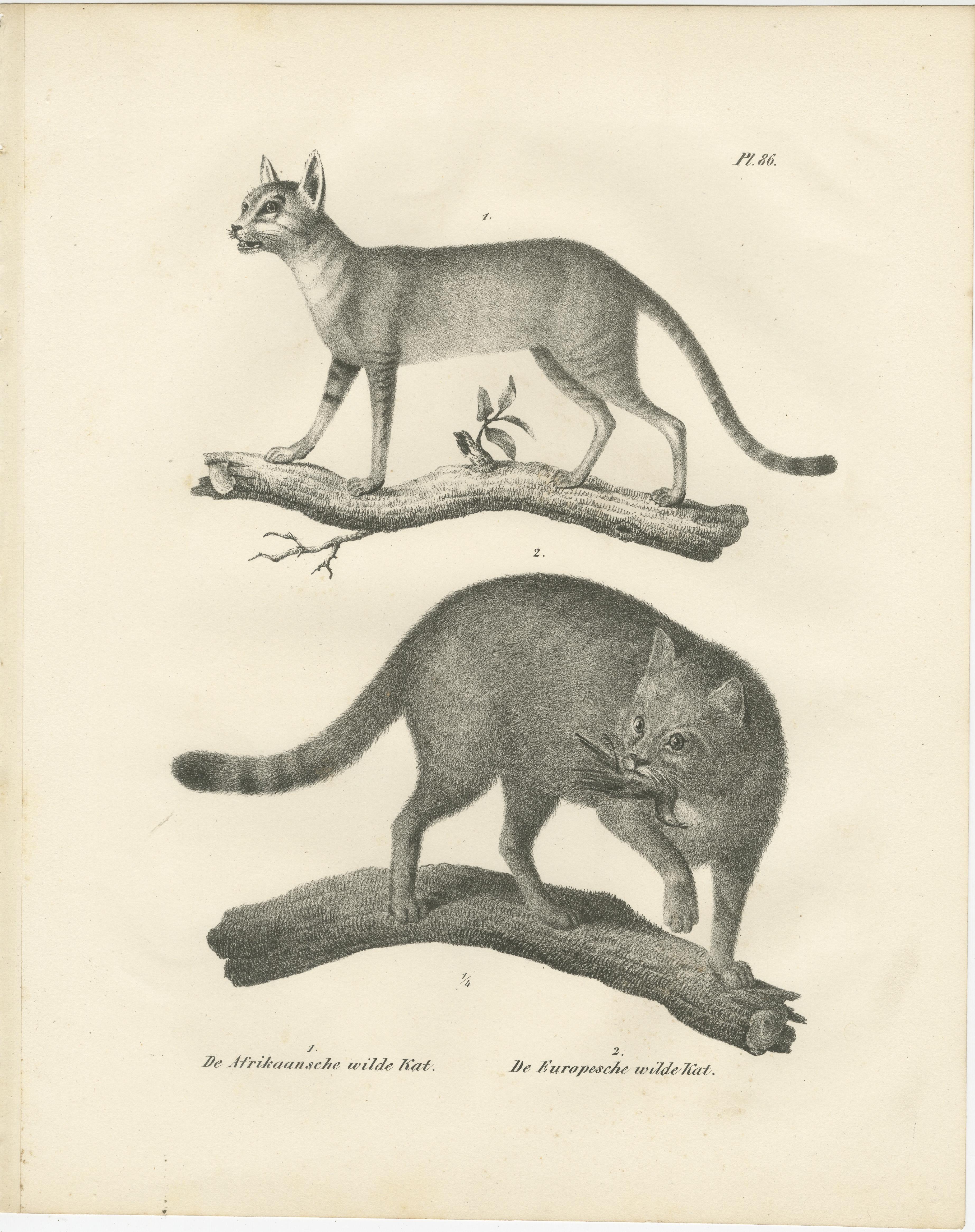 19th-Century Lithograph of the African and European Wild Cats in Natural Poses For Sale 1