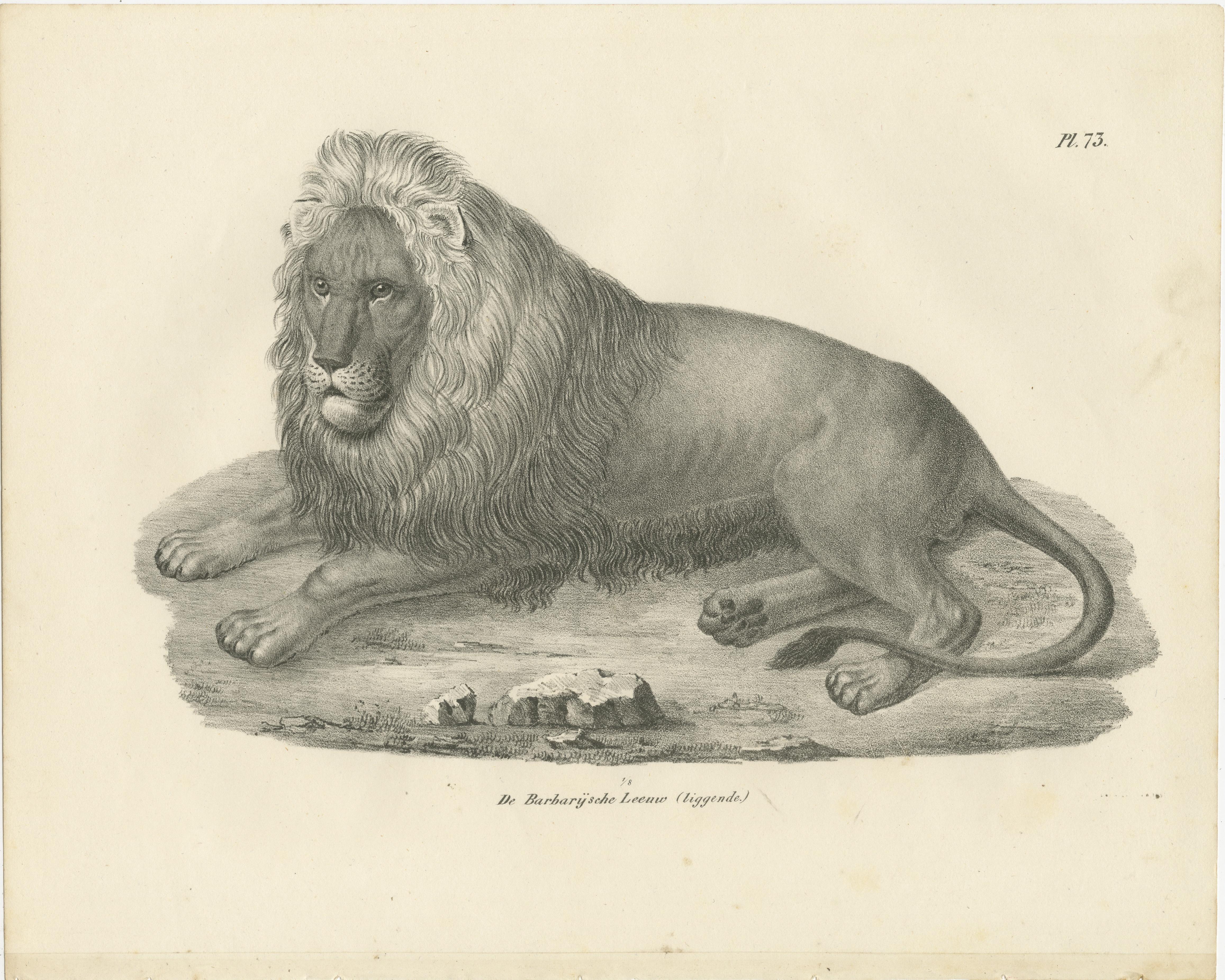 Lithografie des Berberlöwen in majestätischer Liegeposition aus dem 19. Jahrhundert  

Diese atemberaubende Lithografie aus dem 19. Jahrhundert zeigt den Barbary-Löwen (De Barbarijsche Leeuw), der in einer kraftvollen und doch entspannten