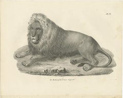 19th-Century Lithograph of the Barbary Lion in a Majestic Reclining Pose