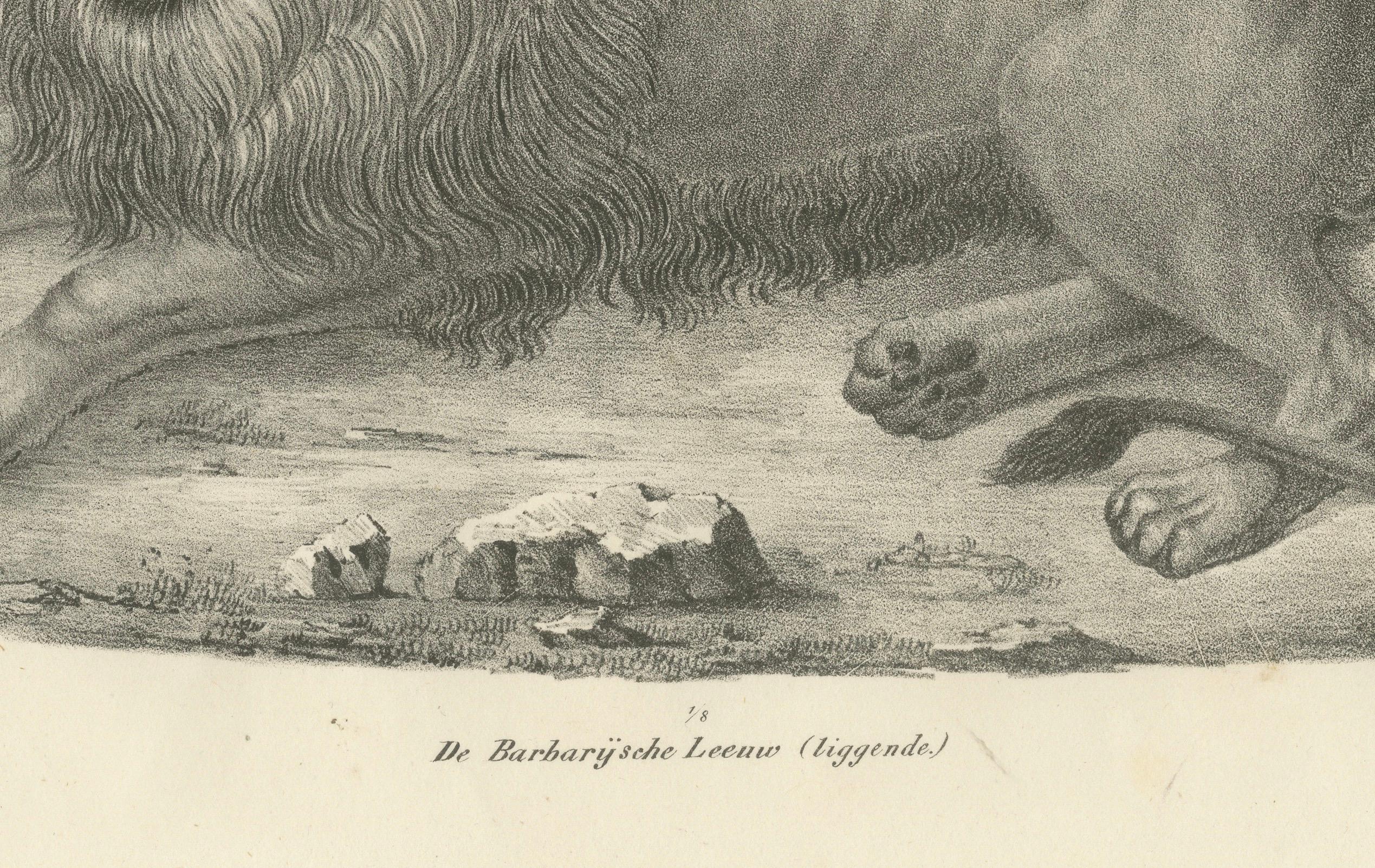 Lithografie des Berberlöwen in majestätischer Liegeposition aus dem 19. Jahrhundert (Graviert) im Angebot