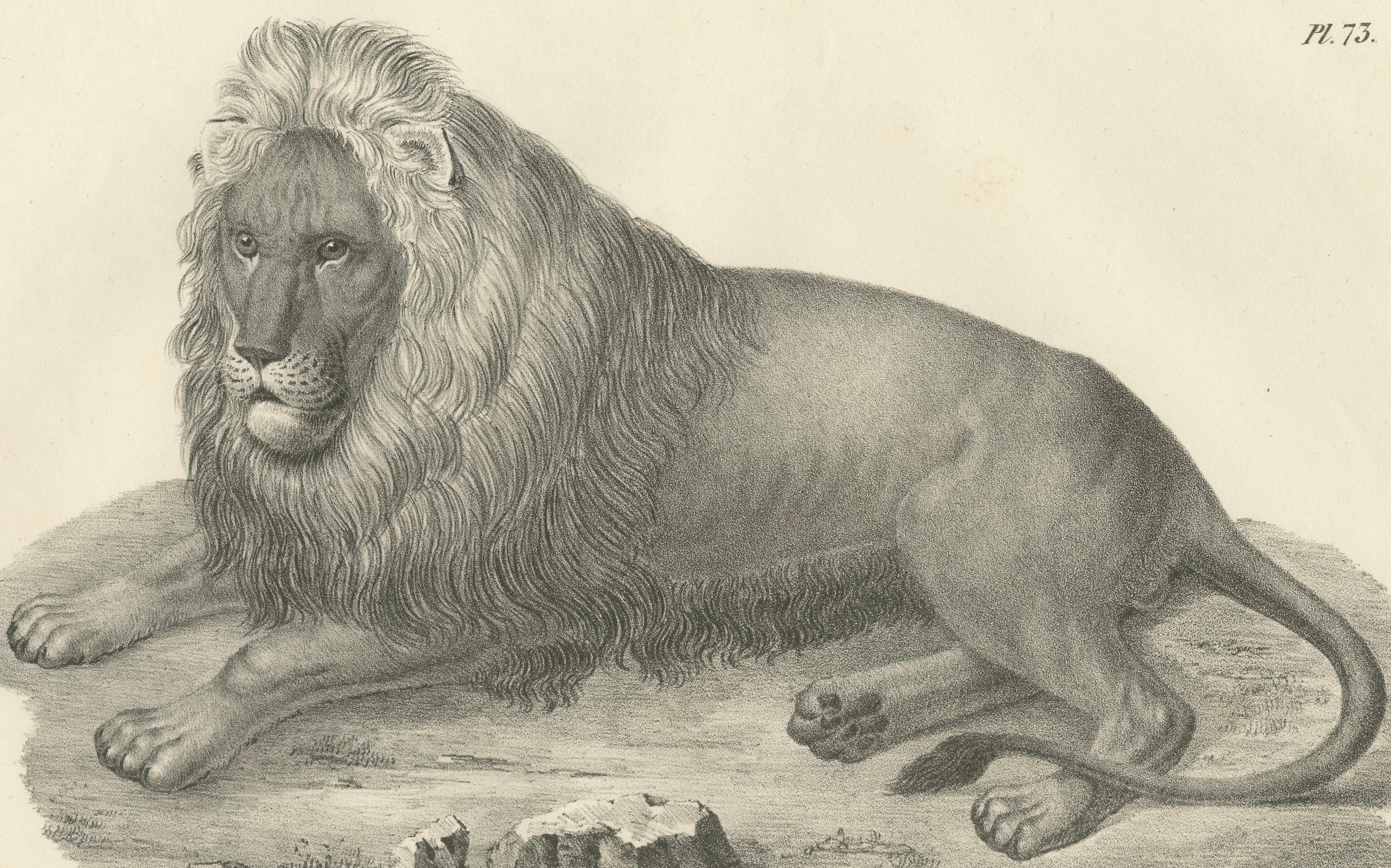 Lithografie des Berberlöwen in majestätischer Liegeposition aus dem 19. Jahrhundert im Zustand „Gut“ im Angebot in Langweer, NL