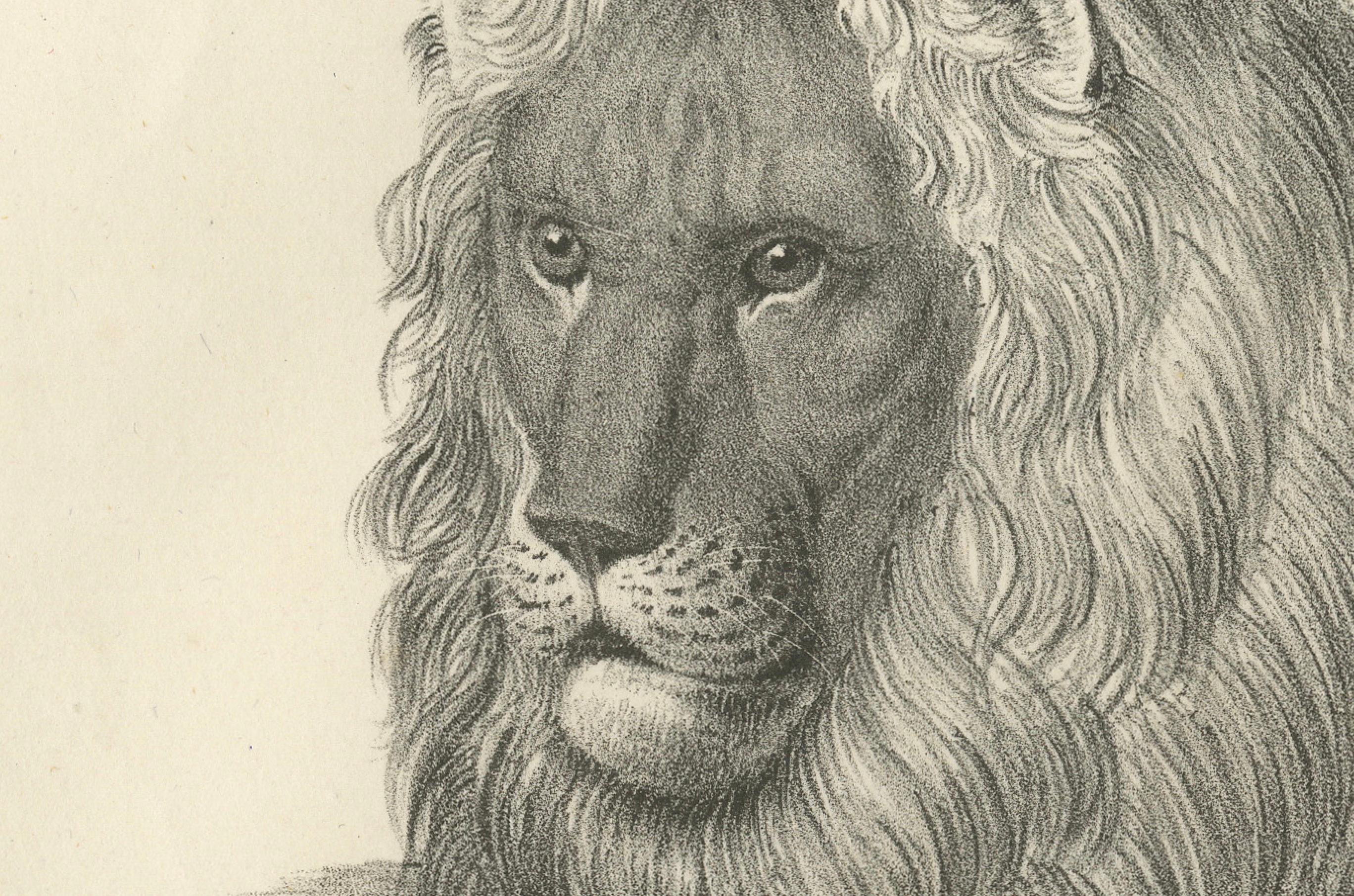 Lithografie des Berberlöwen in majestätischer Liegeposition aus dem 19. Jahrhundert (Papier) im Angebot