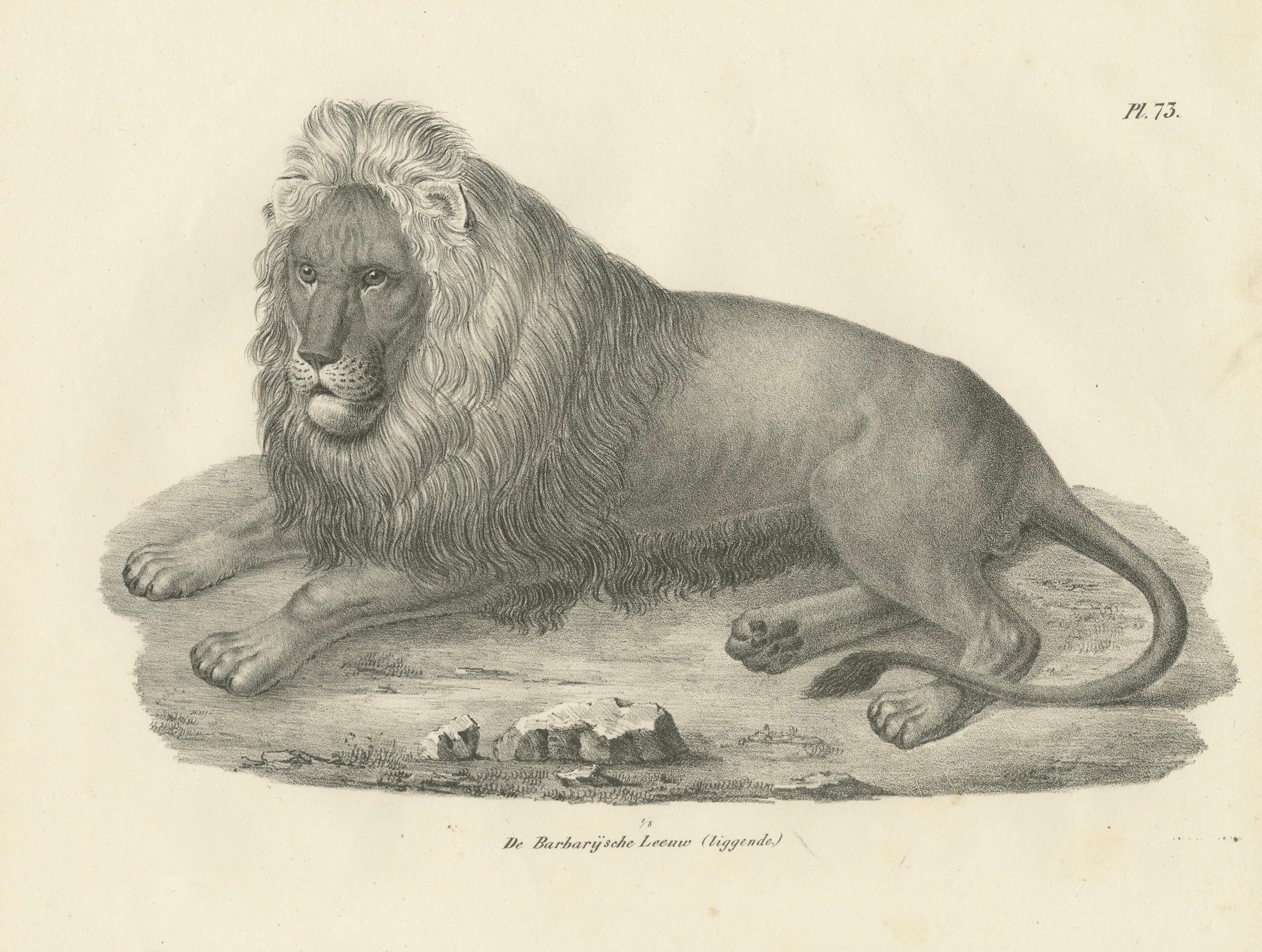 Lithografie des Berberlöwen in majestätischer Liegeposition aus dem 19. Jahrhundert im Angebot 1