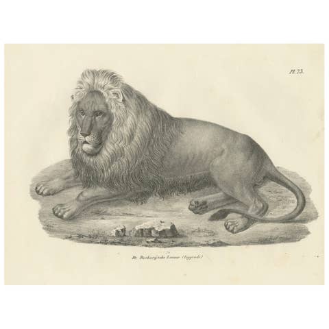 19th-Century Lithograph of the Barbary Lion in a Majestic Reclining Pose