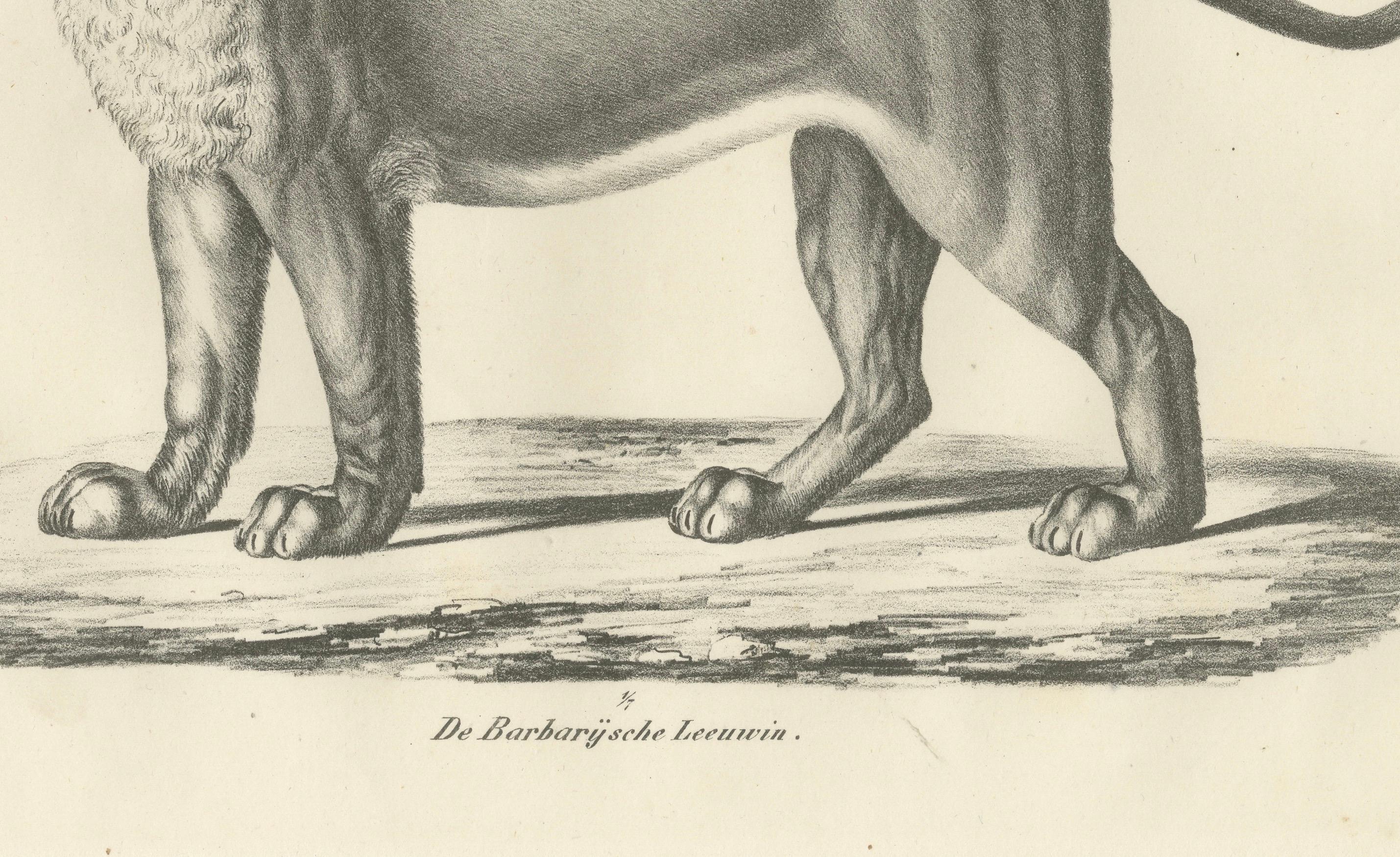 Lithografie der Berberlöwin aus dem 19. Jahrhundert in kräftiger, stehender Pose  

Diese eindrucksvolle Lithografie aus dem 19. Jahrhundert zeigt die Barbary-Löwin (De Barbarijsche Leeuwin) in königlicher Haltung. Ursprünglich veröffentlicht in *De