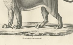 19th-Century Lithograph of the Barbary Lioness in a Powerful Standing Pose