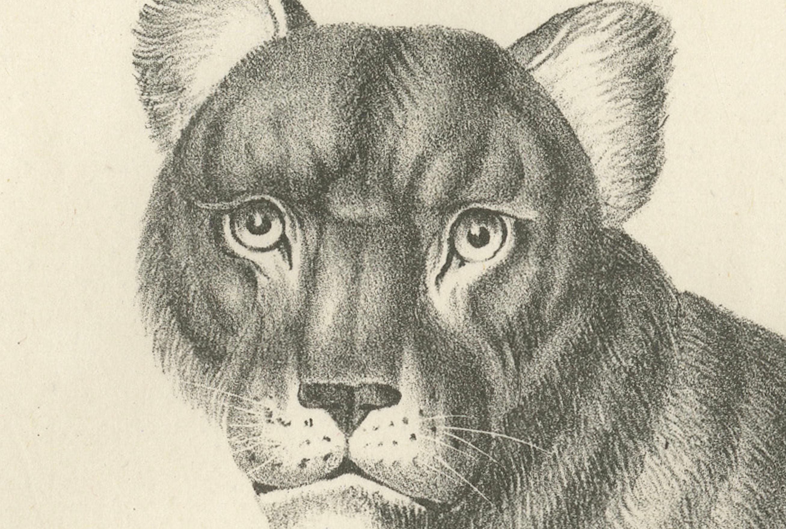 Lithografie der Berberlöwin aus dem 19. Jahrhundert in kräftiger, stehender Pose (Graviert) im Angebot