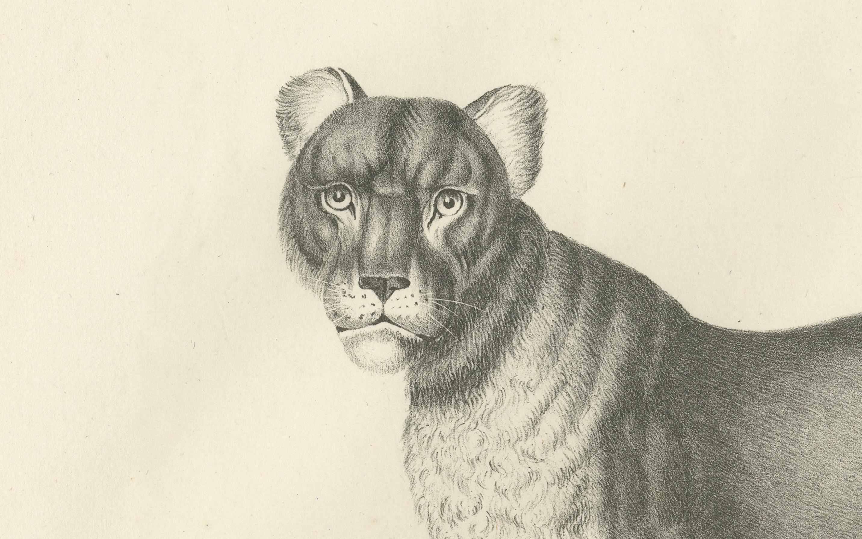 Lithografie der Berberlöwin aus dem 19. Jahrhundert in kräftiger, stehender Pose im Zustand „Gut“ im Angebot in Langweer, NL