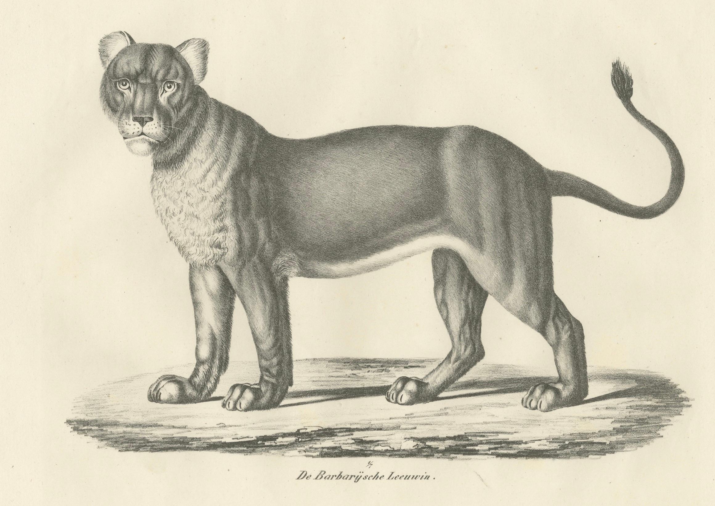 Lithografie der Berberlöwin aus dem 19. Jahrhundert in kräftiger, stehender Pose (Mittleres 19. Jahrhundert) im Angebot