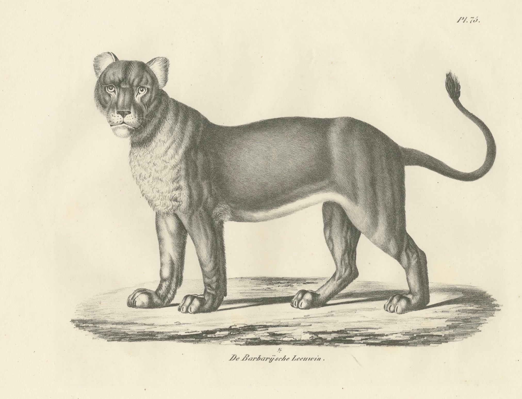 Lithografie der Berberlöwin aus dem 19. Jahrhundert in kräftiger, stehender Pose (Papier) im Angebot