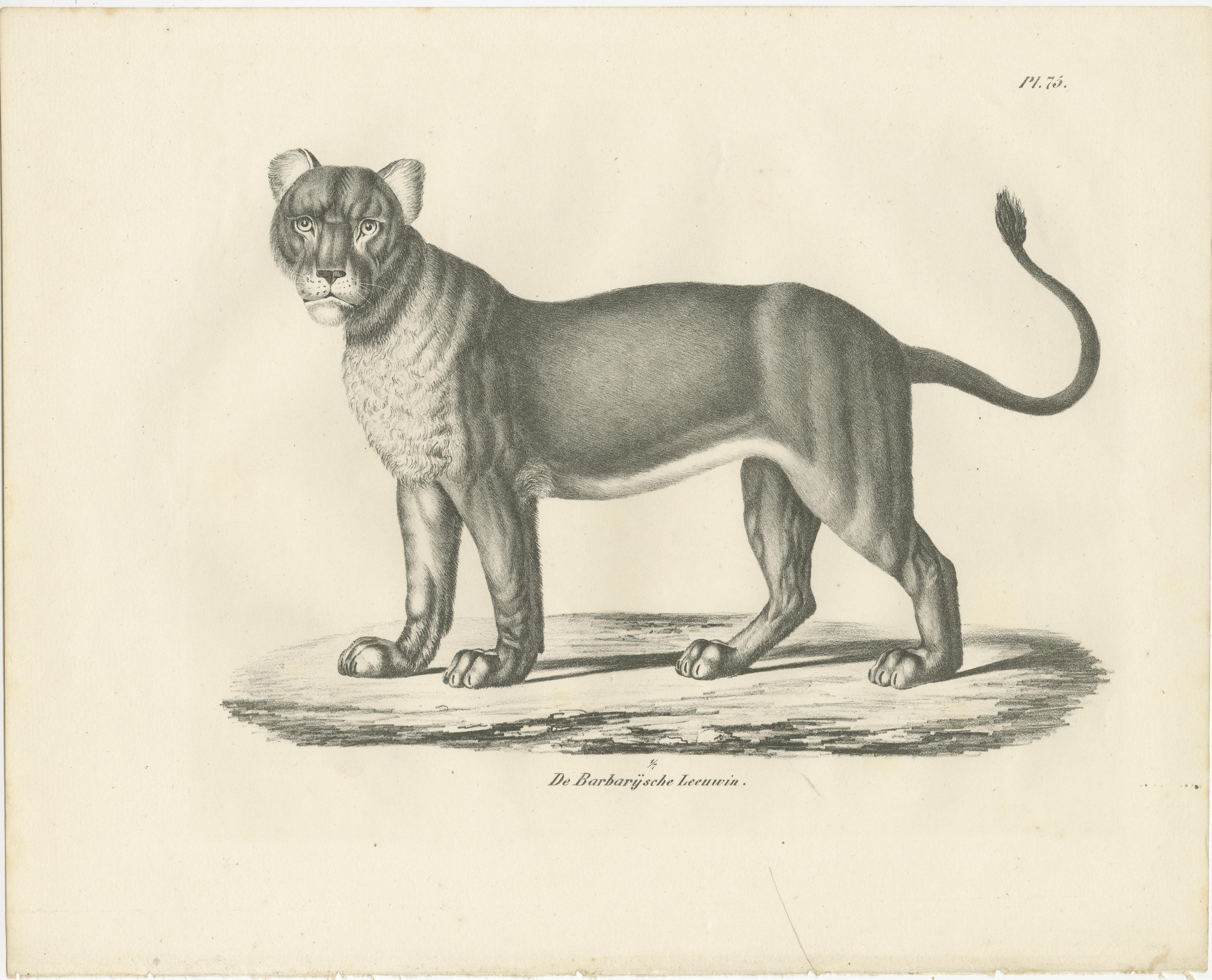 Lithografie der Berberlöwin aus dem 19. Jahrhundert in kräftiger, stehender Pose im Angebot 1
