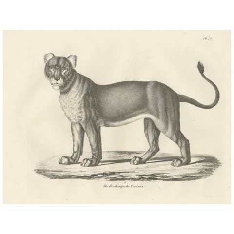 19th-Century Lithograph of the Barbary Lioness in a Powerful Standing Pose