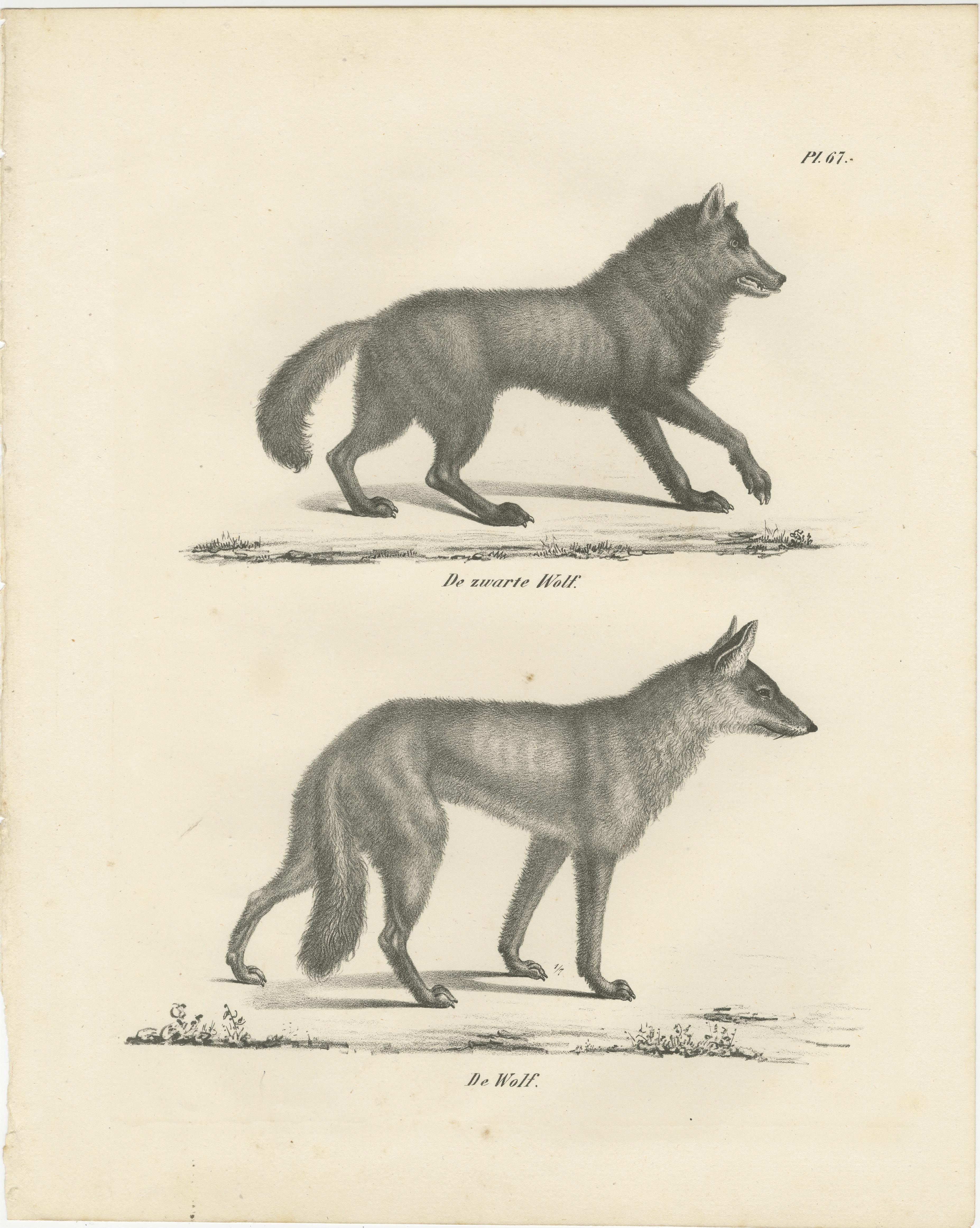 19th-Century Lithograph of the Black Wolf and Grey Wolf in Striking Detail  

Description: This remarkable 19th-century lithograph presents two variations of the wolf species: the black wolf (De zwarte wolf) and the grey wolf (De wolf). Originally