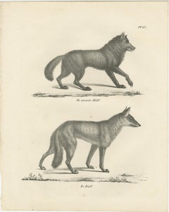 19th-Century Lithograph of the Black Wolf and Grey Wolf in Striking Detail