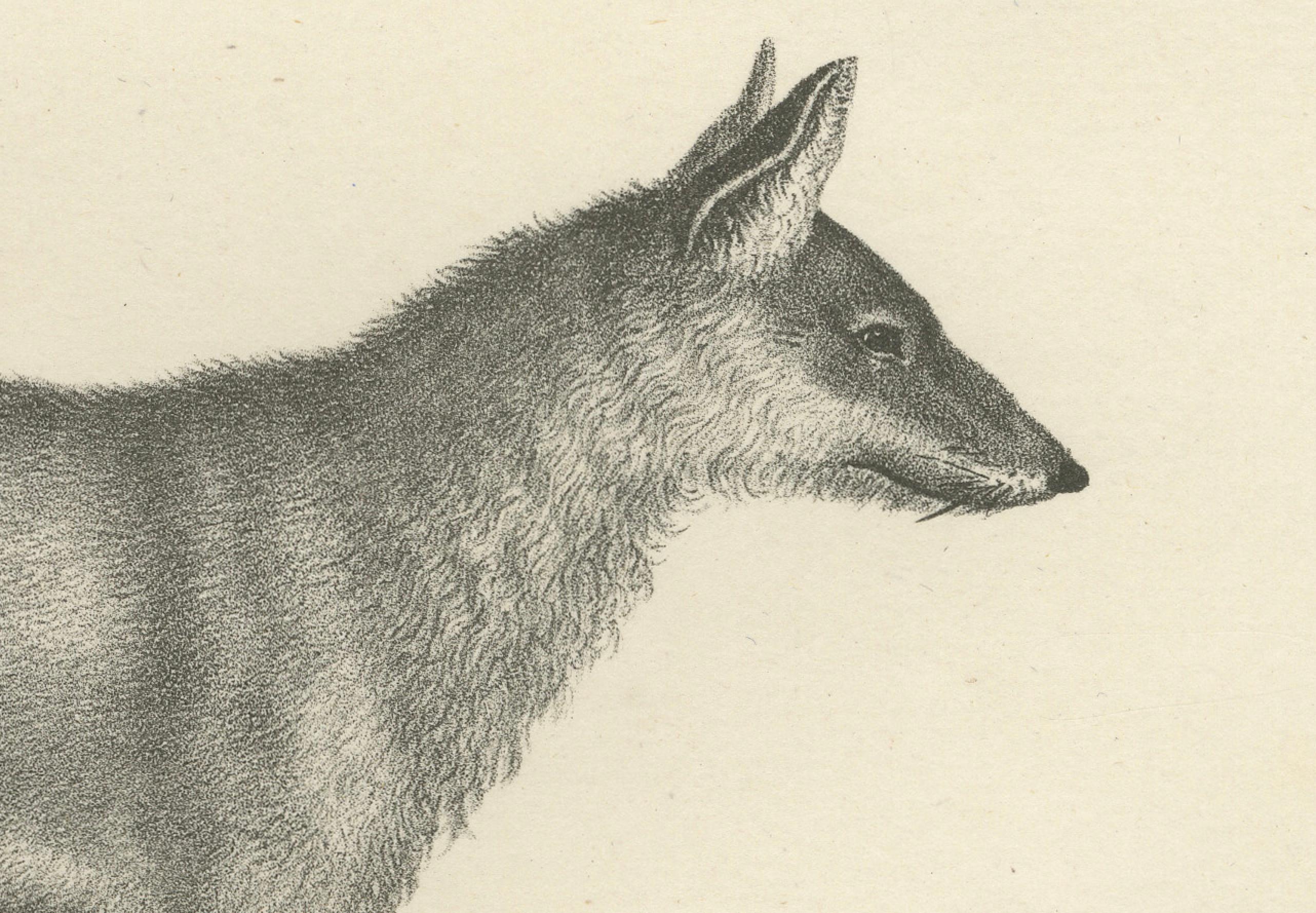 Engraved 19th-Century Lithograph of the Black Wolf and Grey Wolf in Striking Detail For Sale