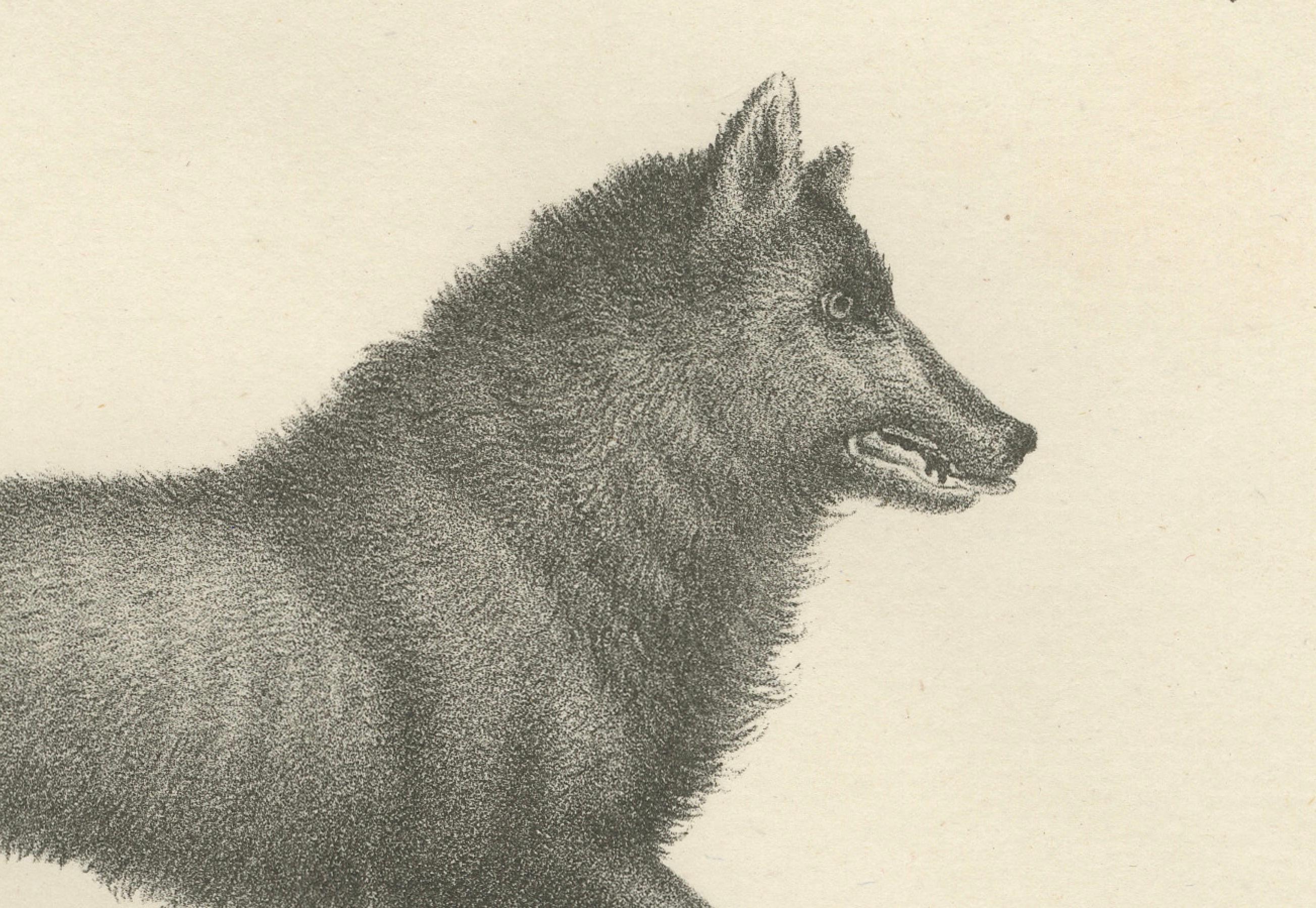 19th-Century Lithograph of the Black Wolf and Grey Wolf in Striking Detail In Good Condition For Sale In Langweer, NL