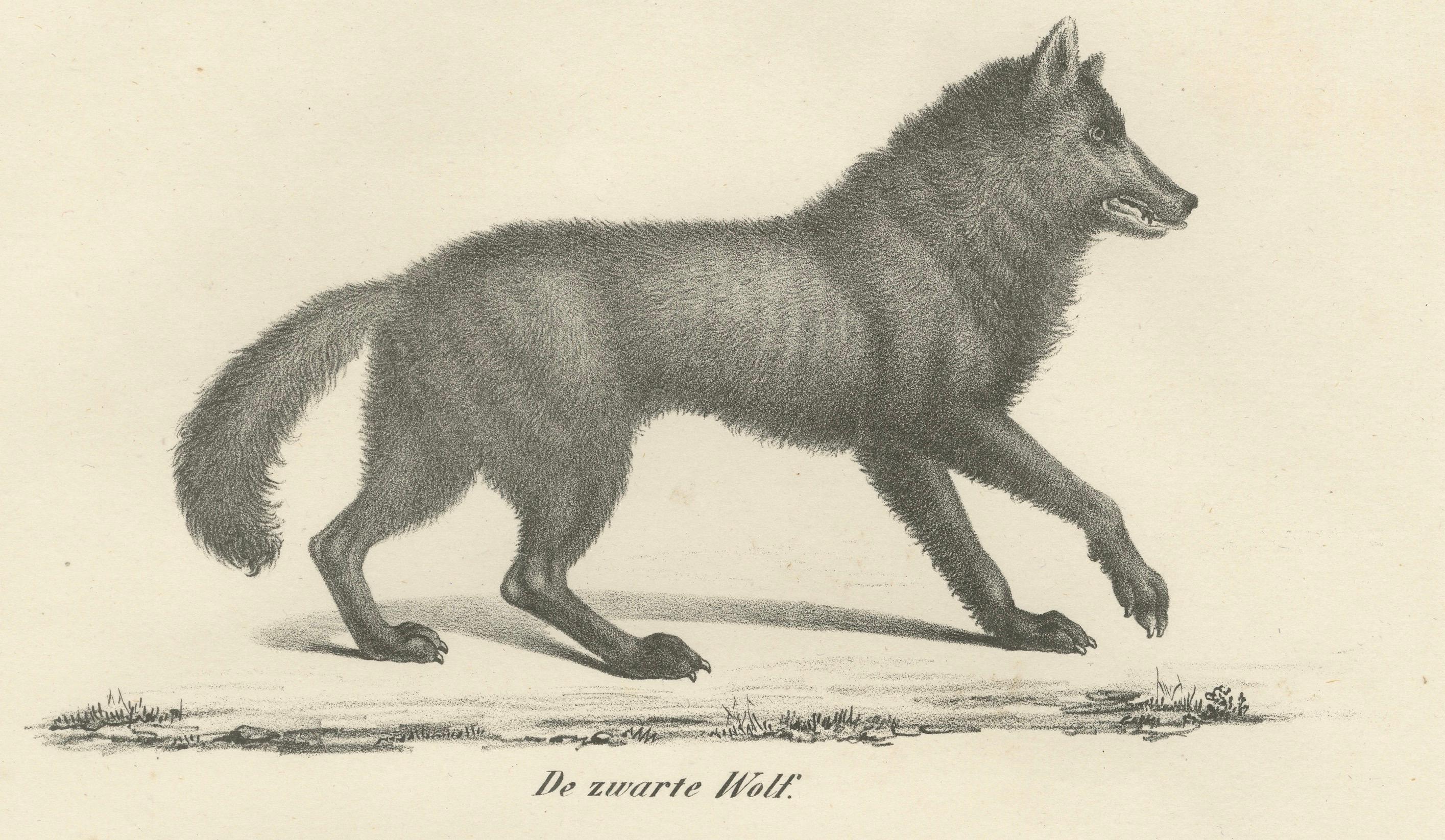Paper 19th-Century Lithograph of the Black Wolf and Grey Wolf in Striking Detail For Sale