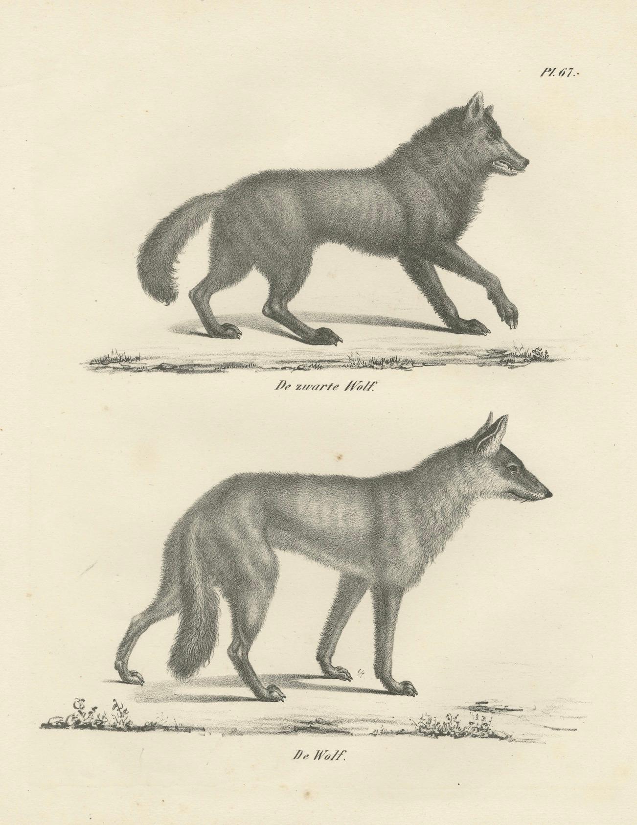 19th-Century Lithograph of the Black Wolf and Grey Wolf in Striking Detail For Sale 1