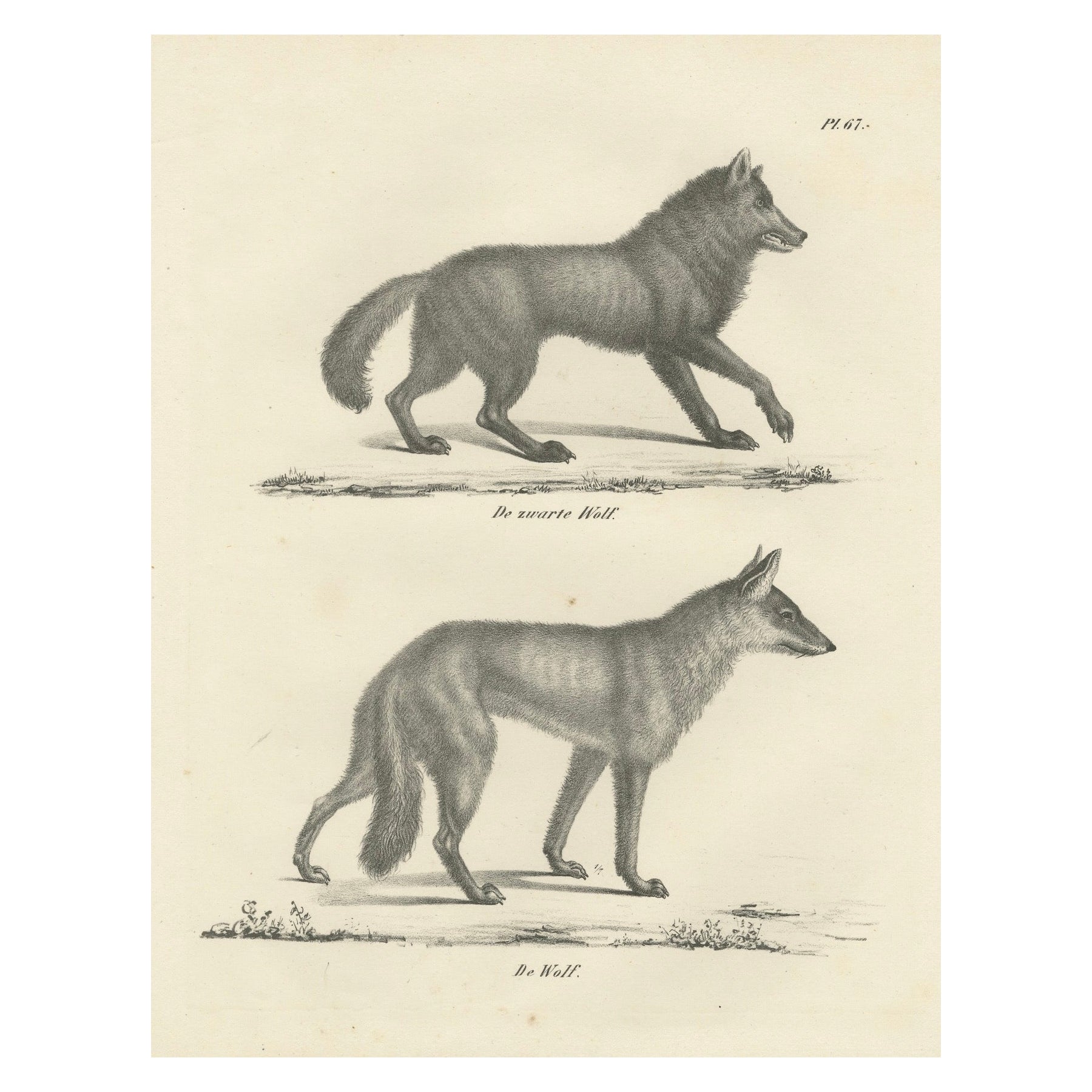 19th-Century Lithograph of the Black Wolf and Grey Wolf in Striking Detail