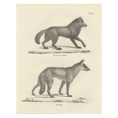19th-Century Lithograph of the Black Wolf and Grey Wolf in Striking Detail